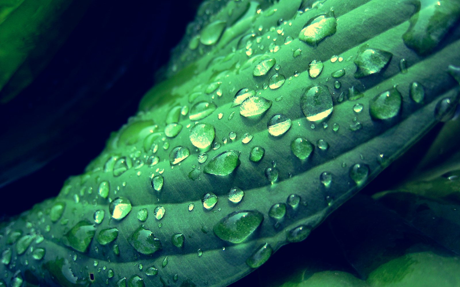 green leaf and dew drops leaves water depth of field 2k