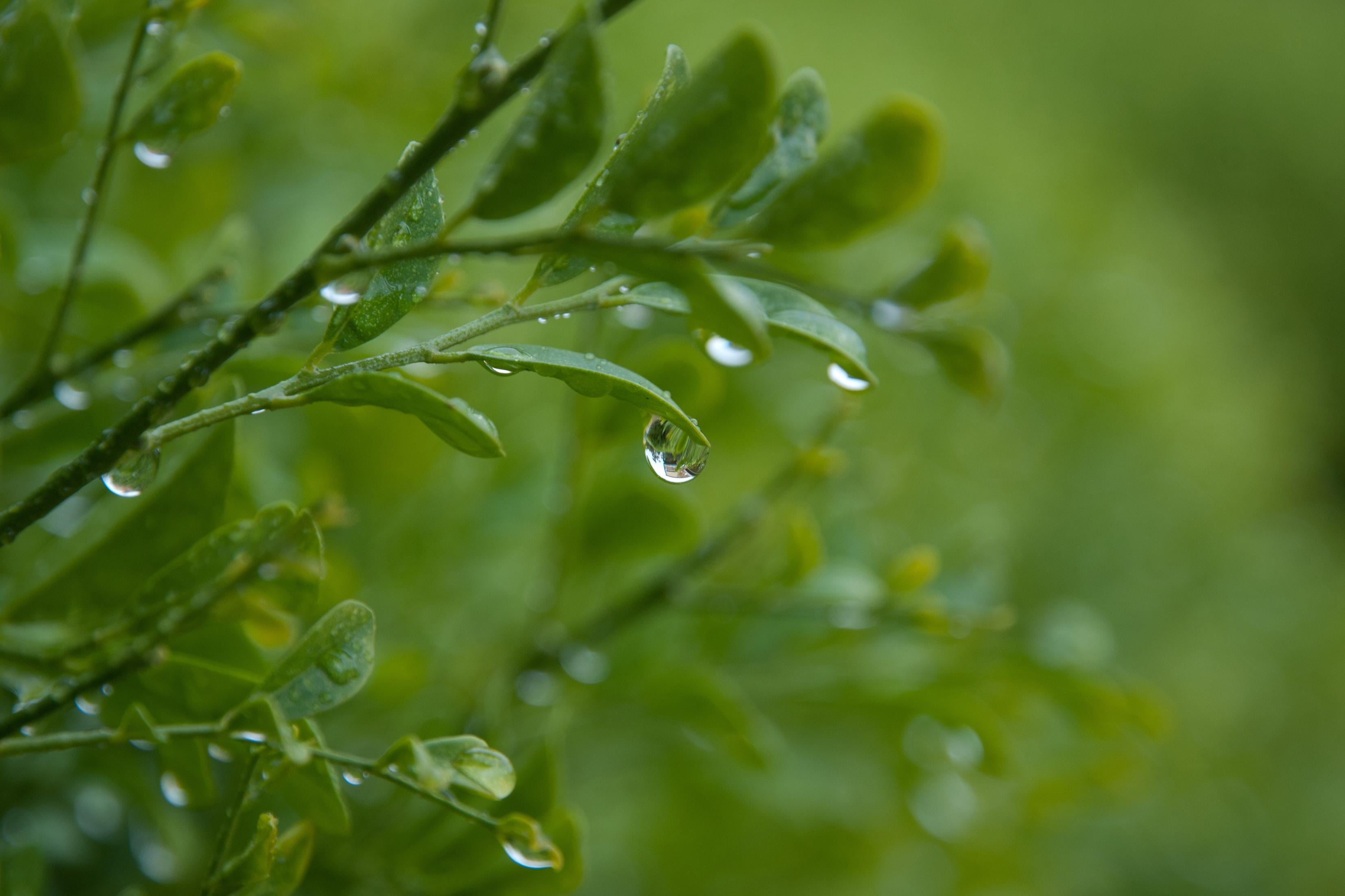 green leaf plant with dew drops leaves Australia nature Color 2k