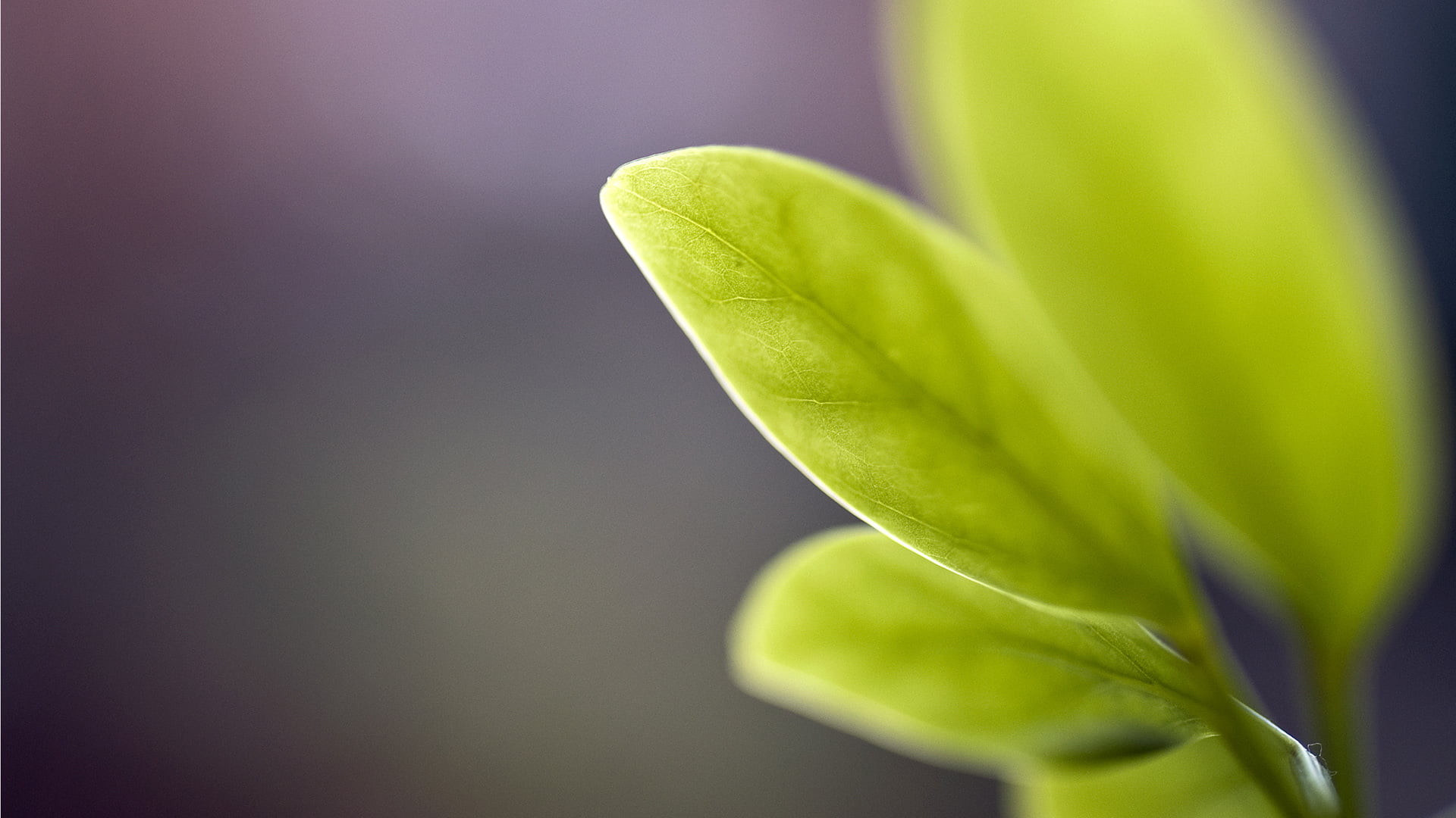 green leaf plant microphotography of macro leaves 2k