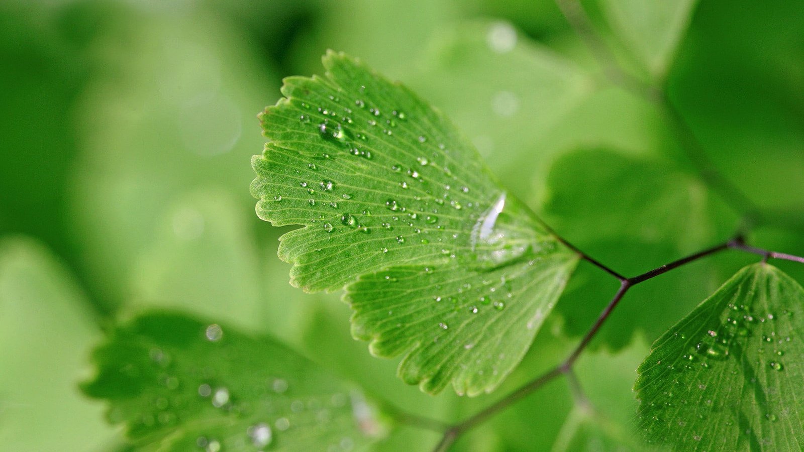 green leaf plant nature leaves closeup macro plants water drops 2k