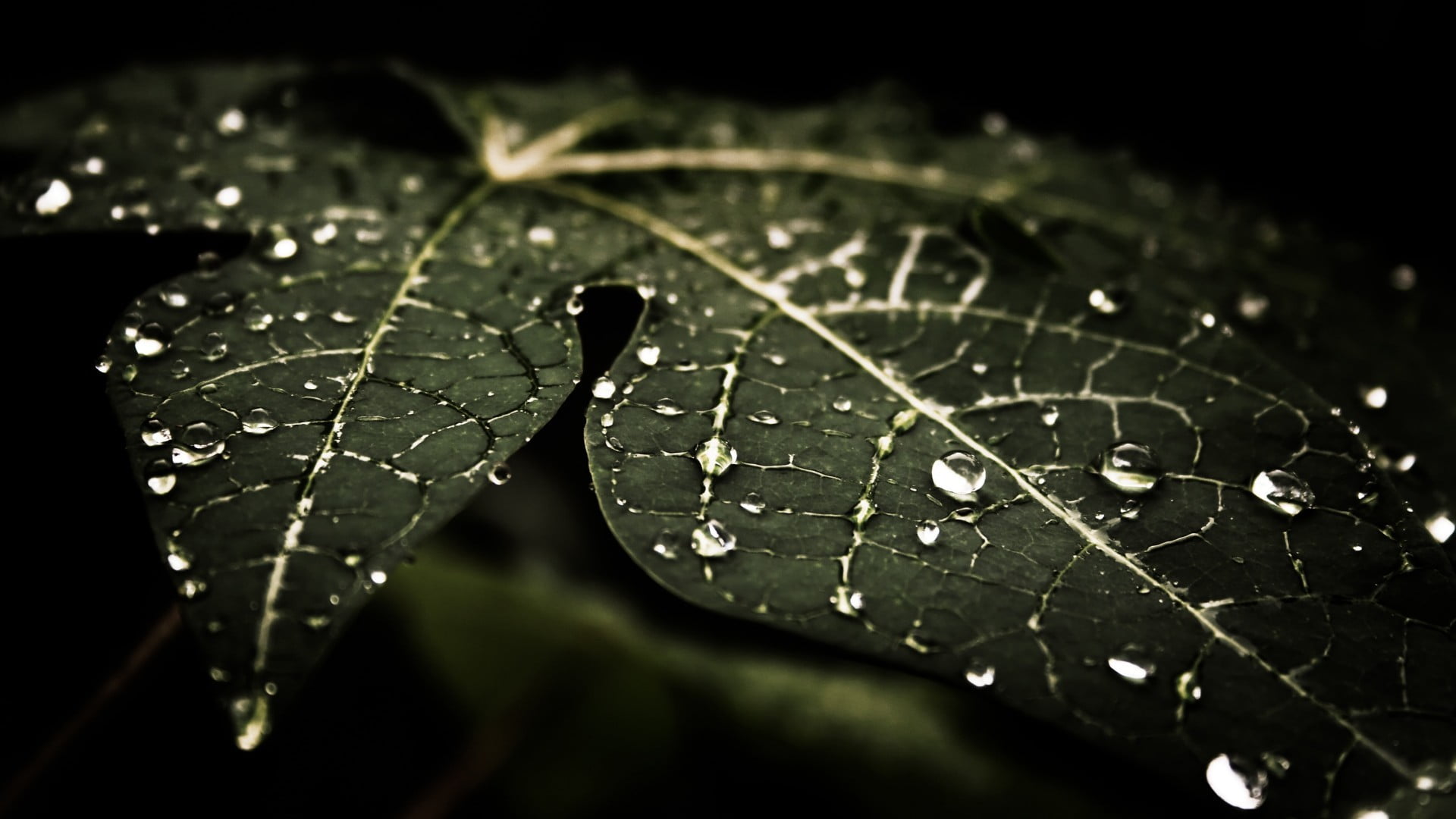 green leaf with water dew drops leaves nature macro 2k