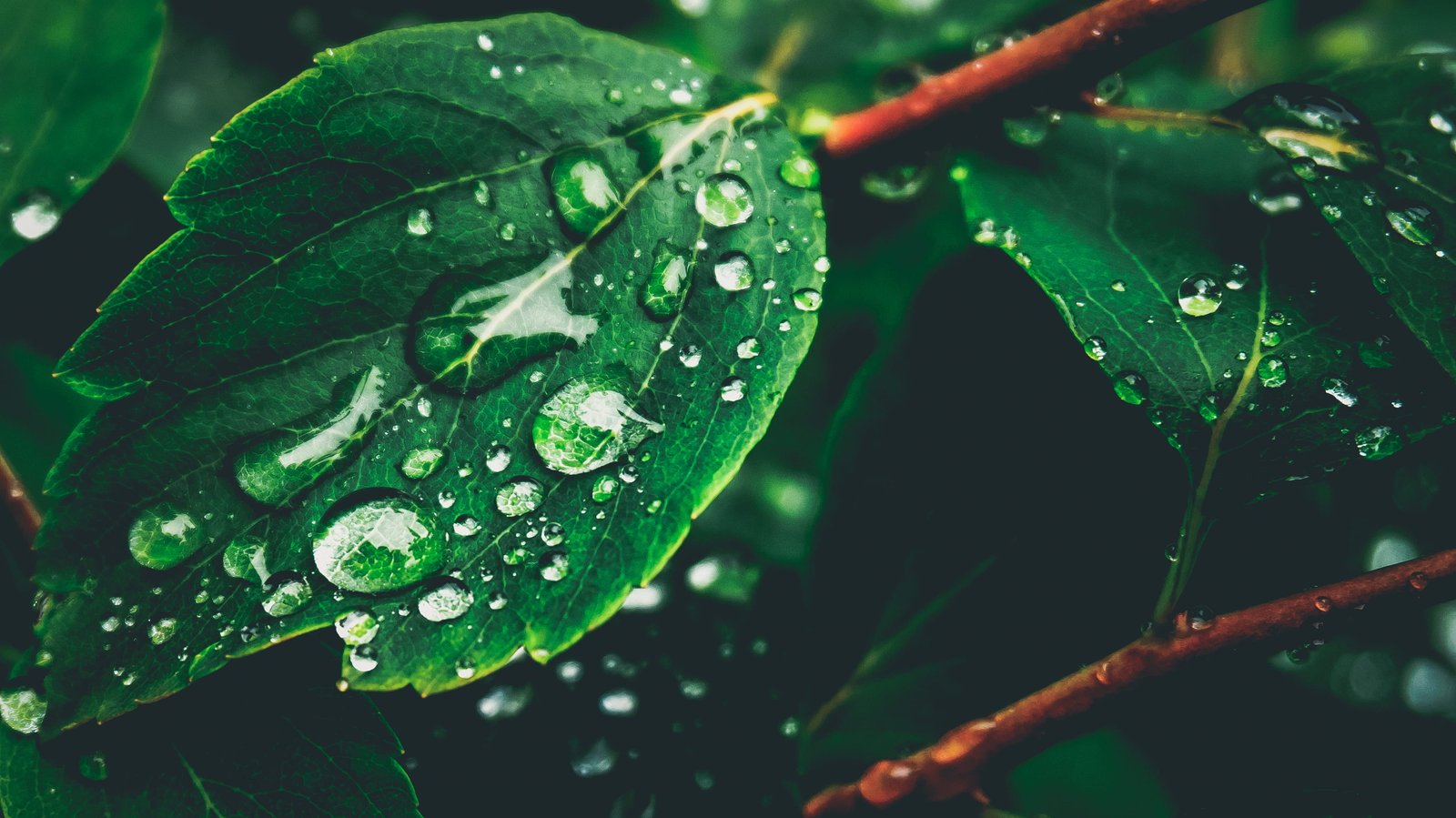 green leaf with water drops macro photography of dew on 2k 4k