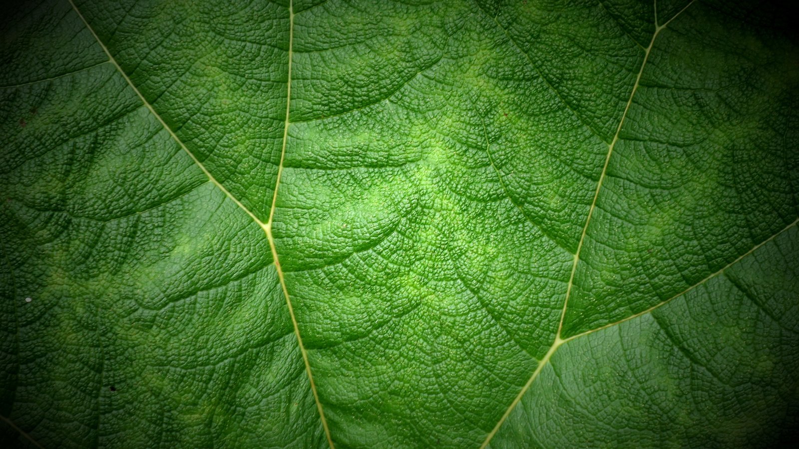 green leaf versus II Souleyman nature plant backgrounds 2k 4k 5k
