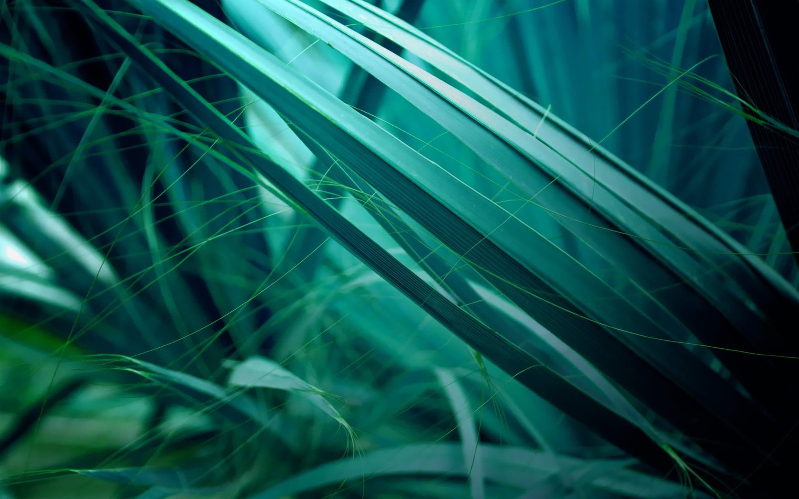 green leafed plant digital wallpaper grass macro plants nature 2k