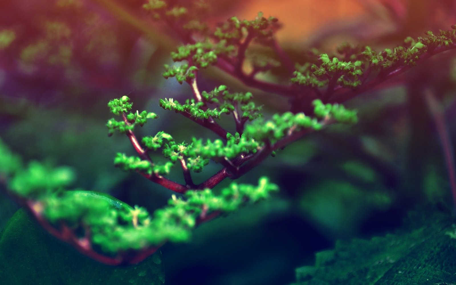 green leafed plant nature plants macro filter depth of field 2k