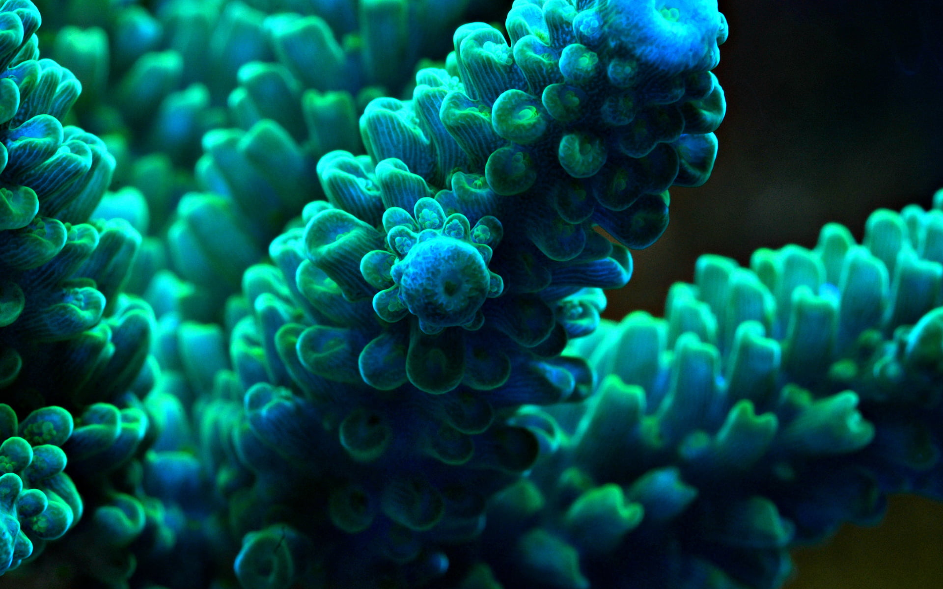green sea weed anemones underwater macro turquoise blue 2k