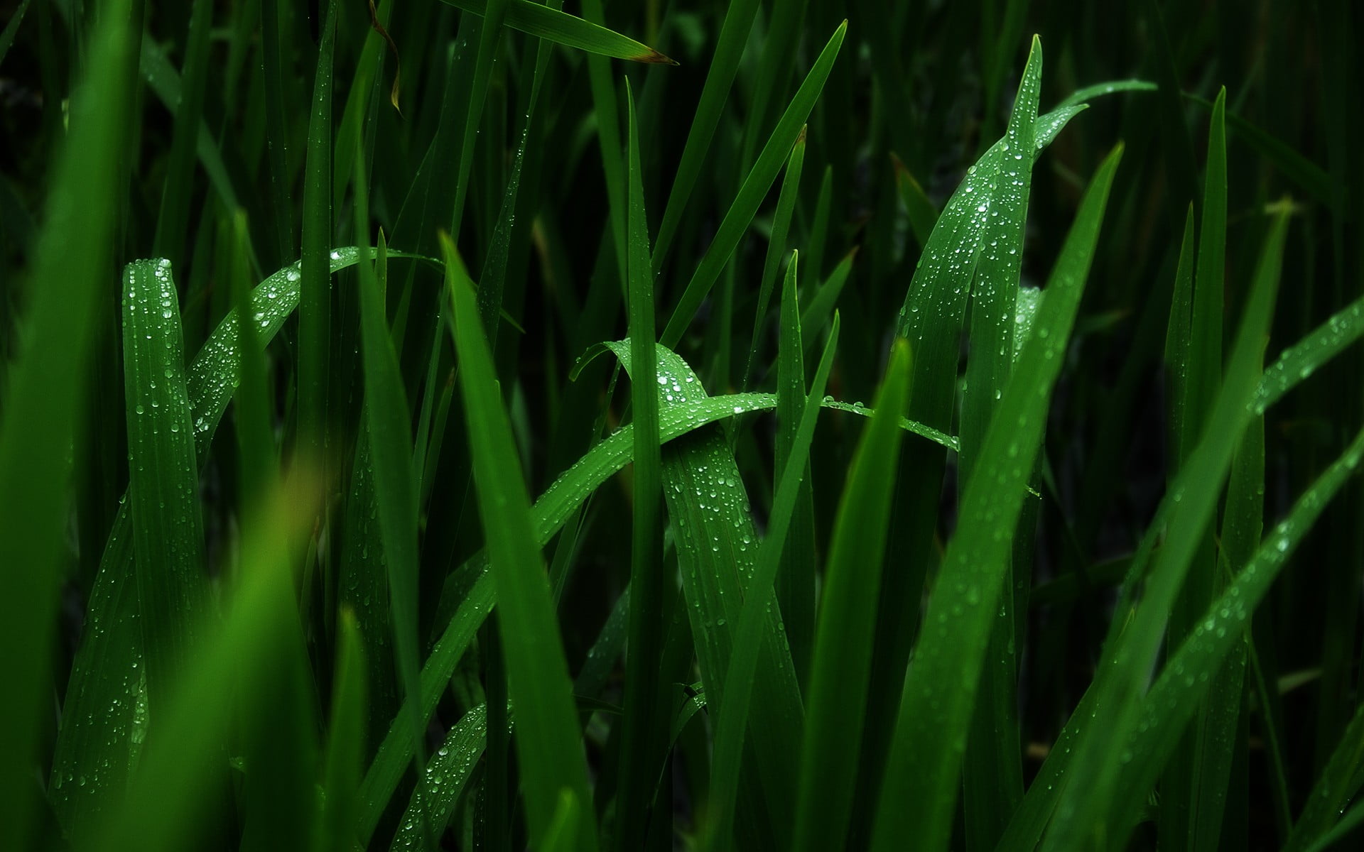 green plants macro water drops color growth grass 2k