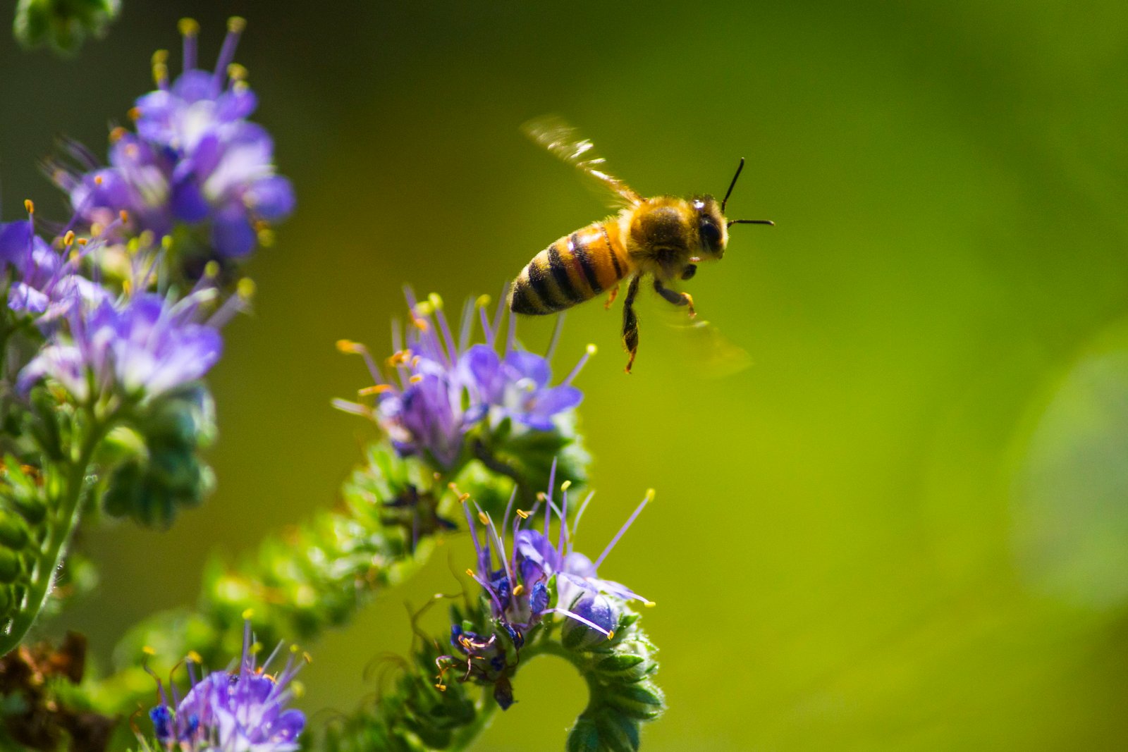 honey bee hovering above purple petaled flower Honey 2k 4k 5k