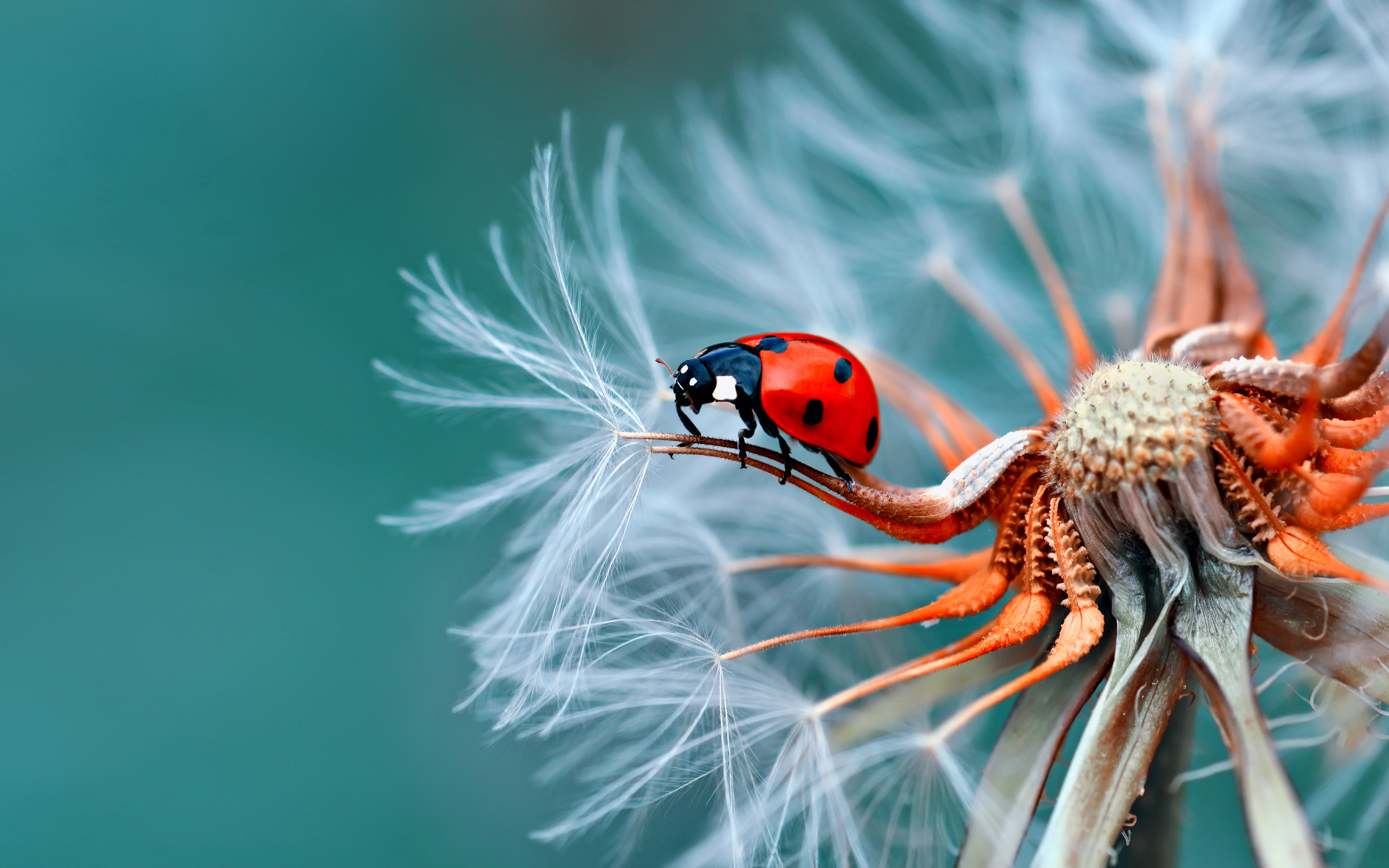 Insect Bubamara On Dandelion Macro Photography Ultra Hd Wallpapers For Desktop Mobile Phones And Laptop 3 2k 4k 5k