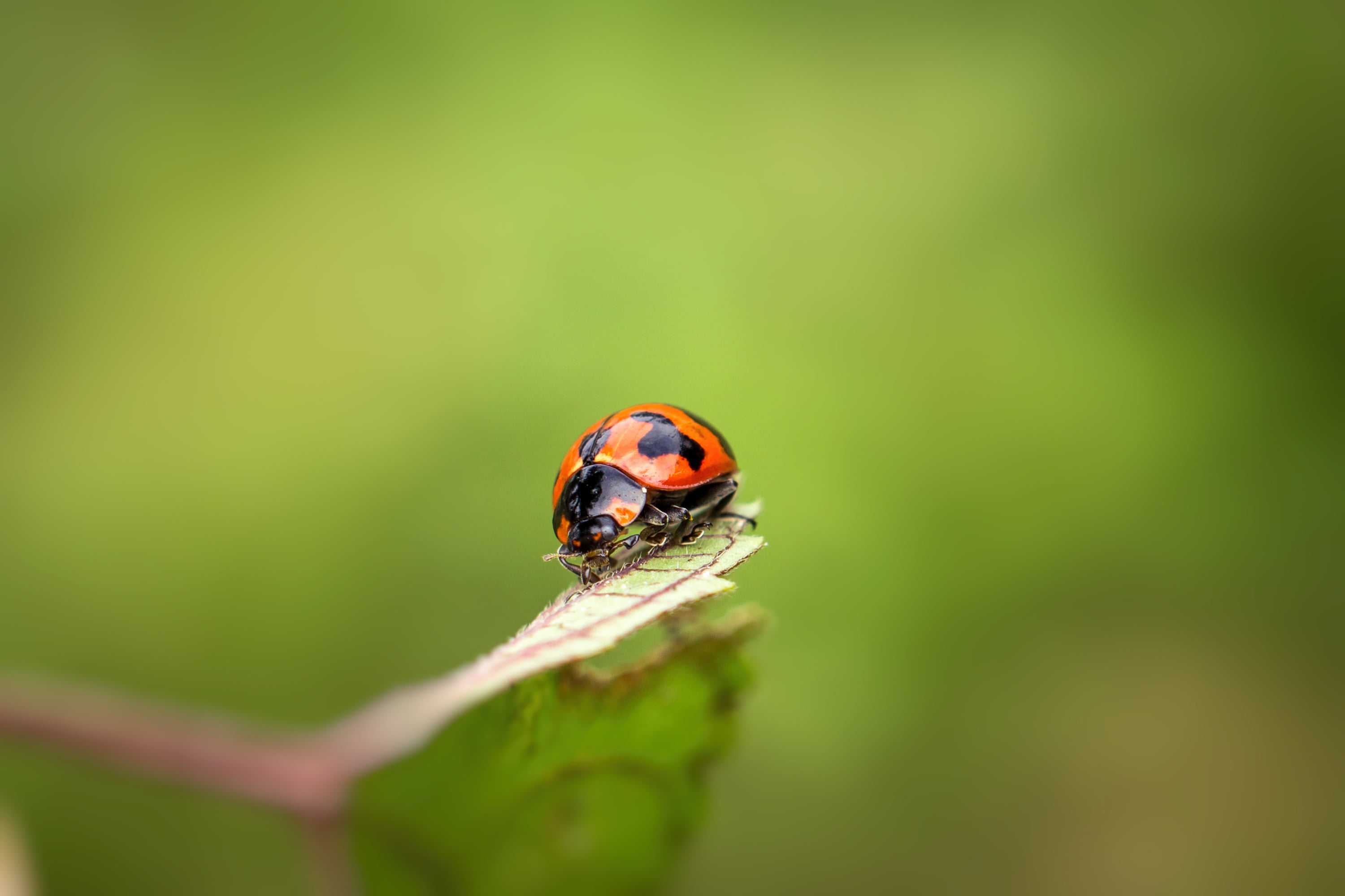 lady bug in macro photography ladybug Sony A 2k