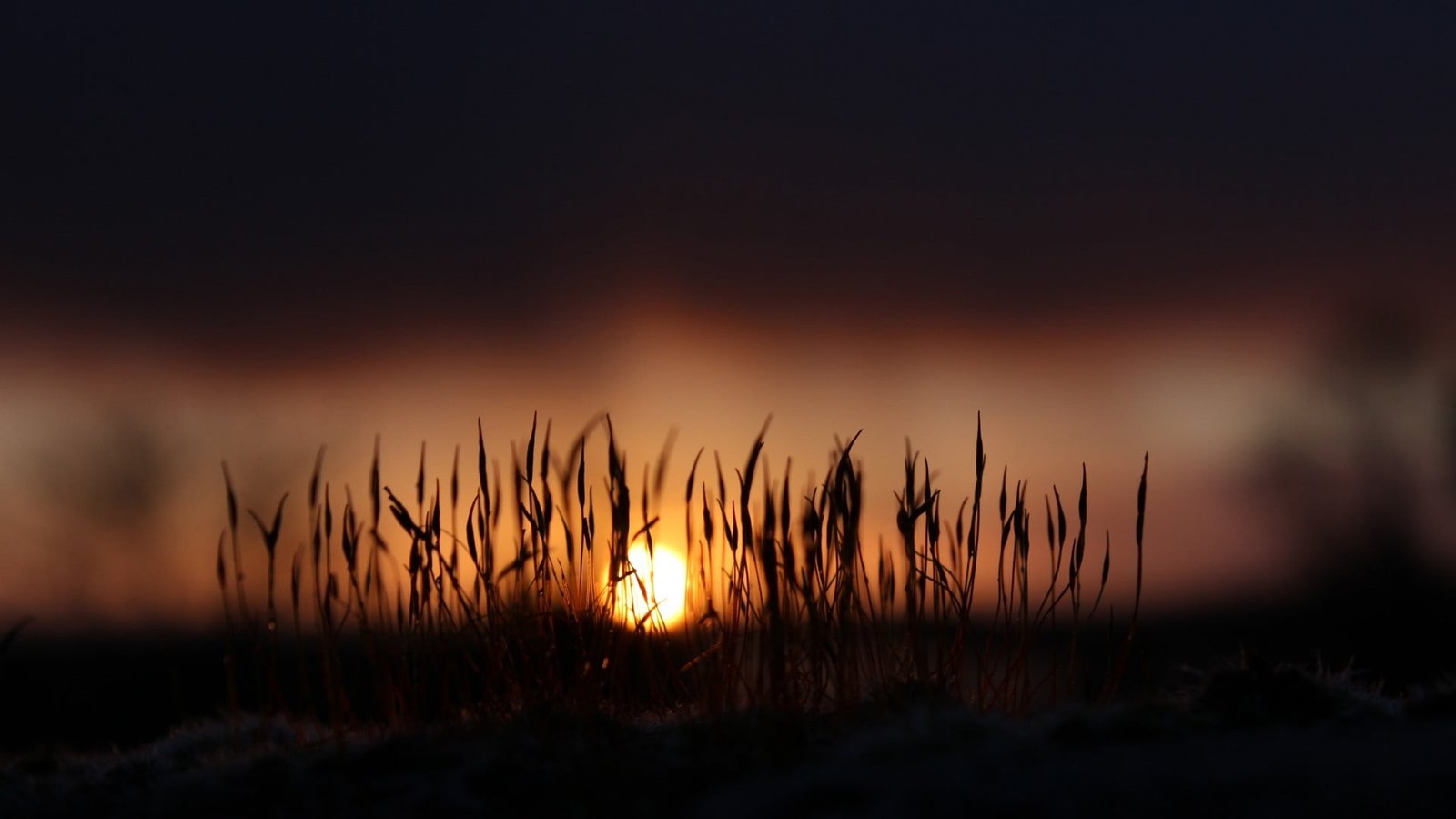 leafed plants untitled macro sunlight nature depth of field 2k