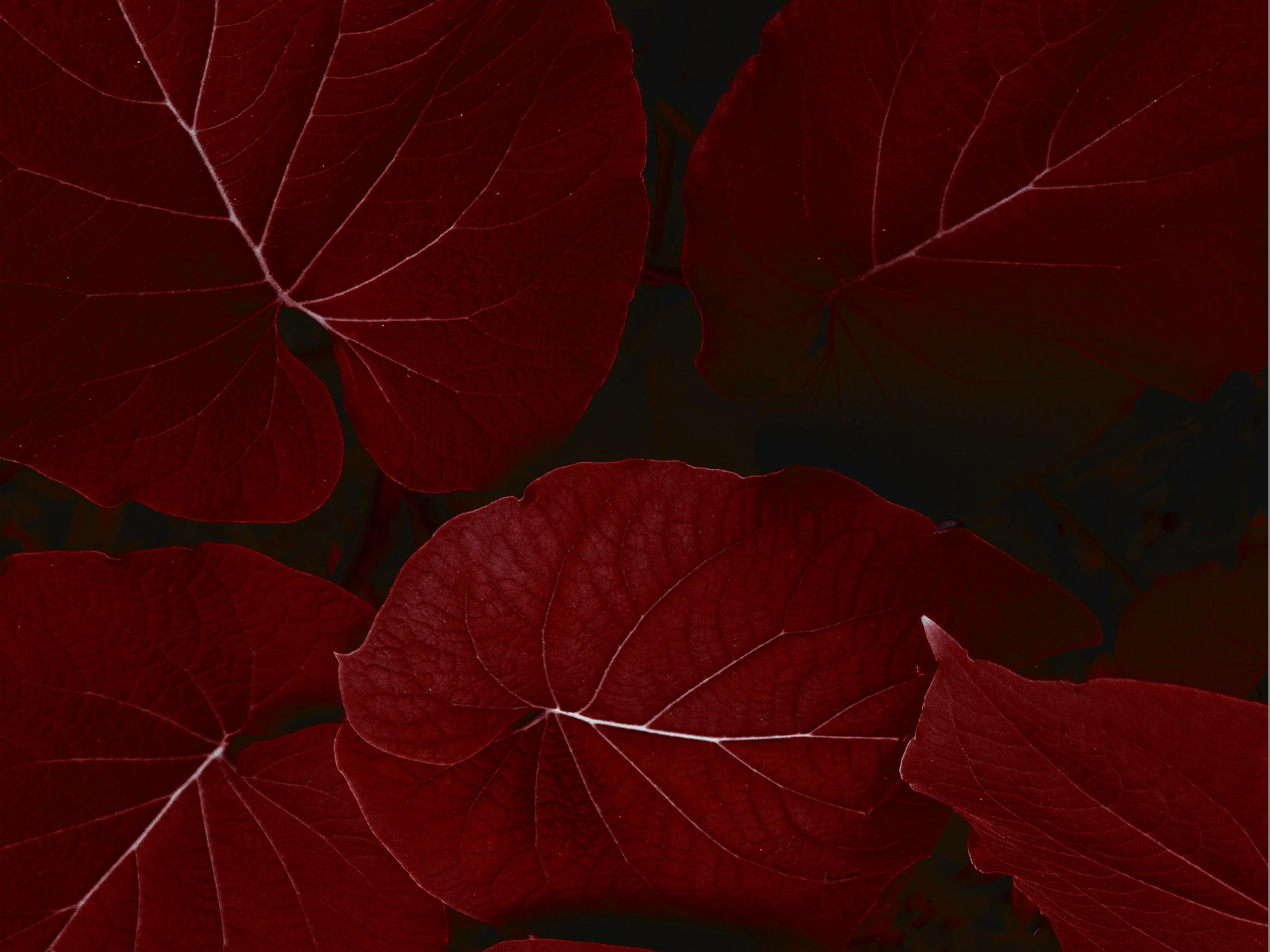 Leaves iPad Pro Stock leaf plant part red close up 2k 4k 5k