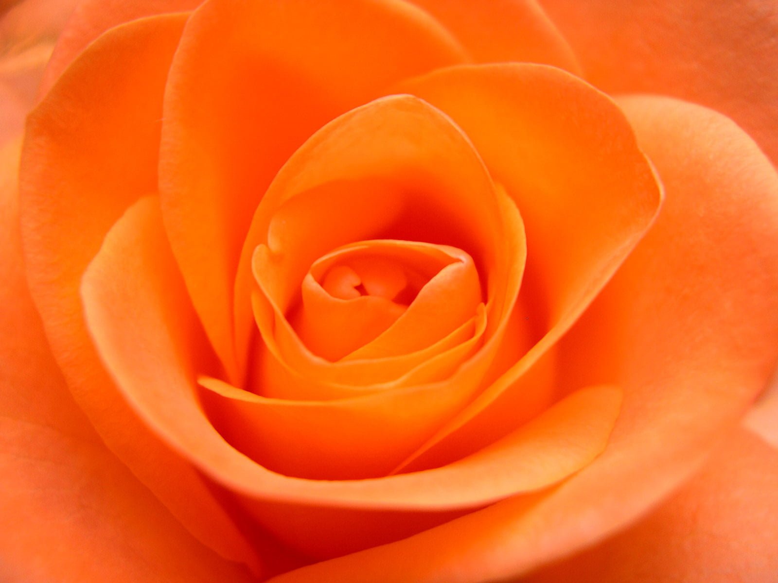 macro photo of orange Rose flower Flower petal nature 2k