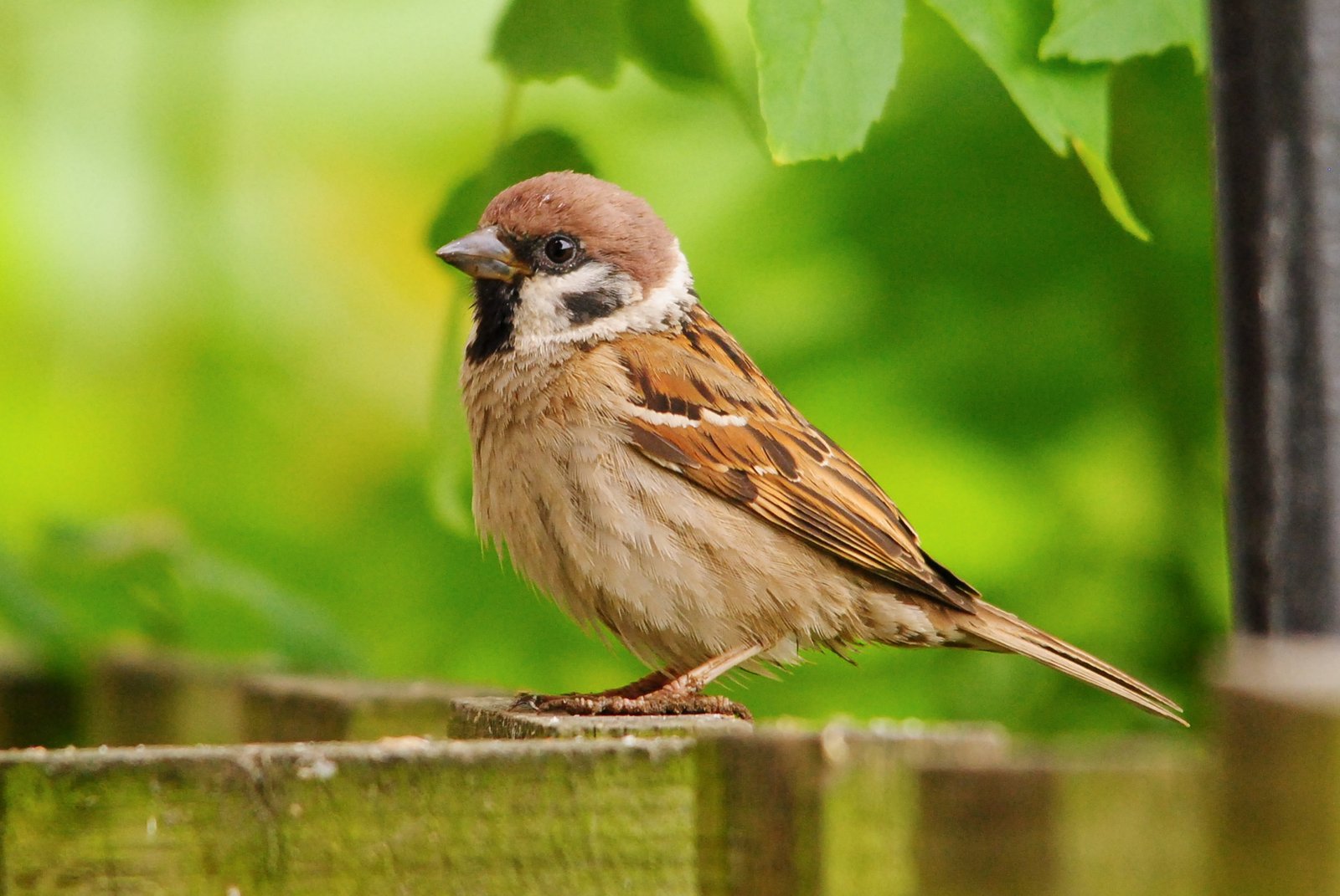 macro photography of brown house bird standing on fence 2k 4k