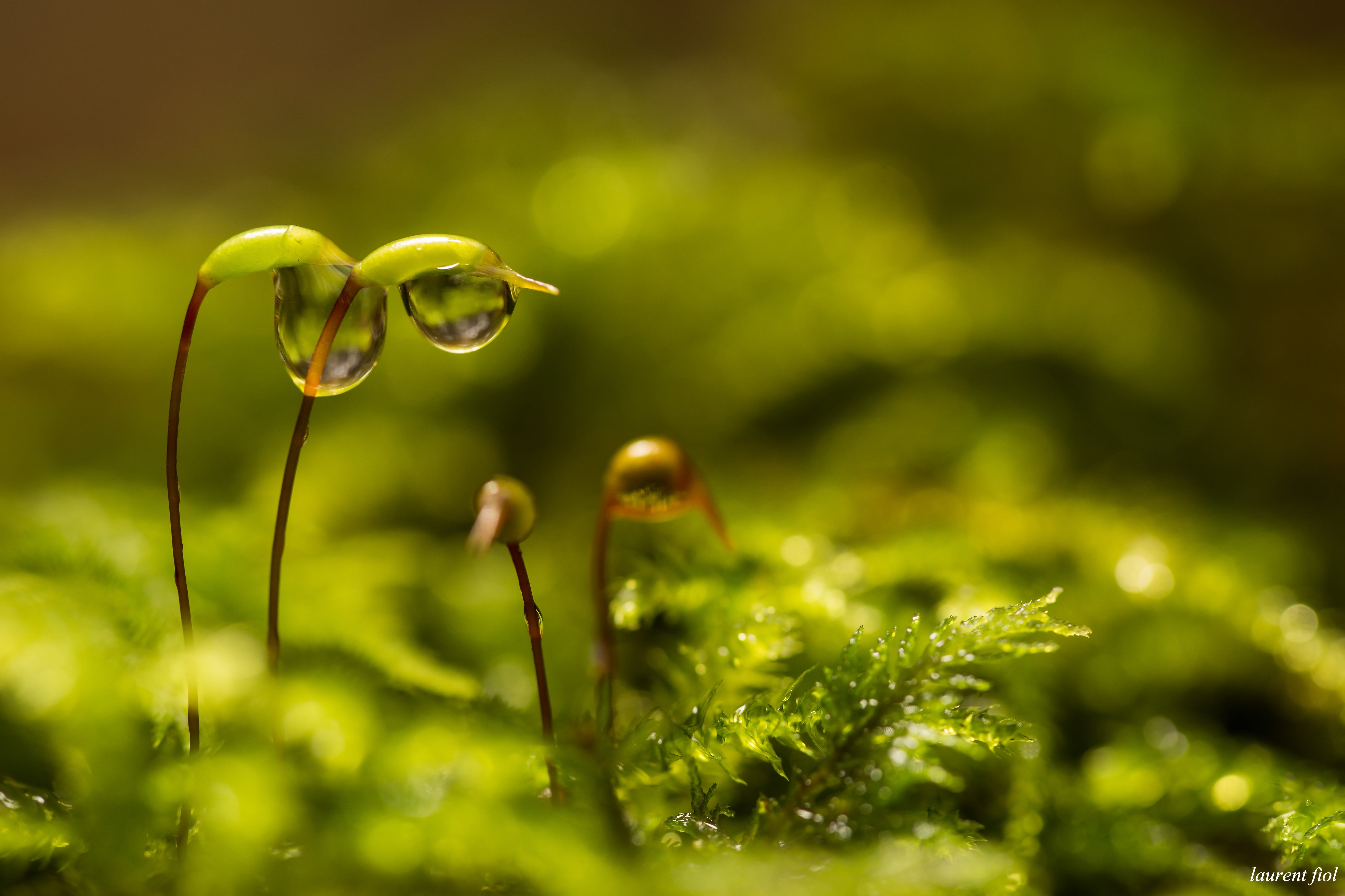 macro photography of dew drops on green leaf plant nature Color 2k 4k 5k