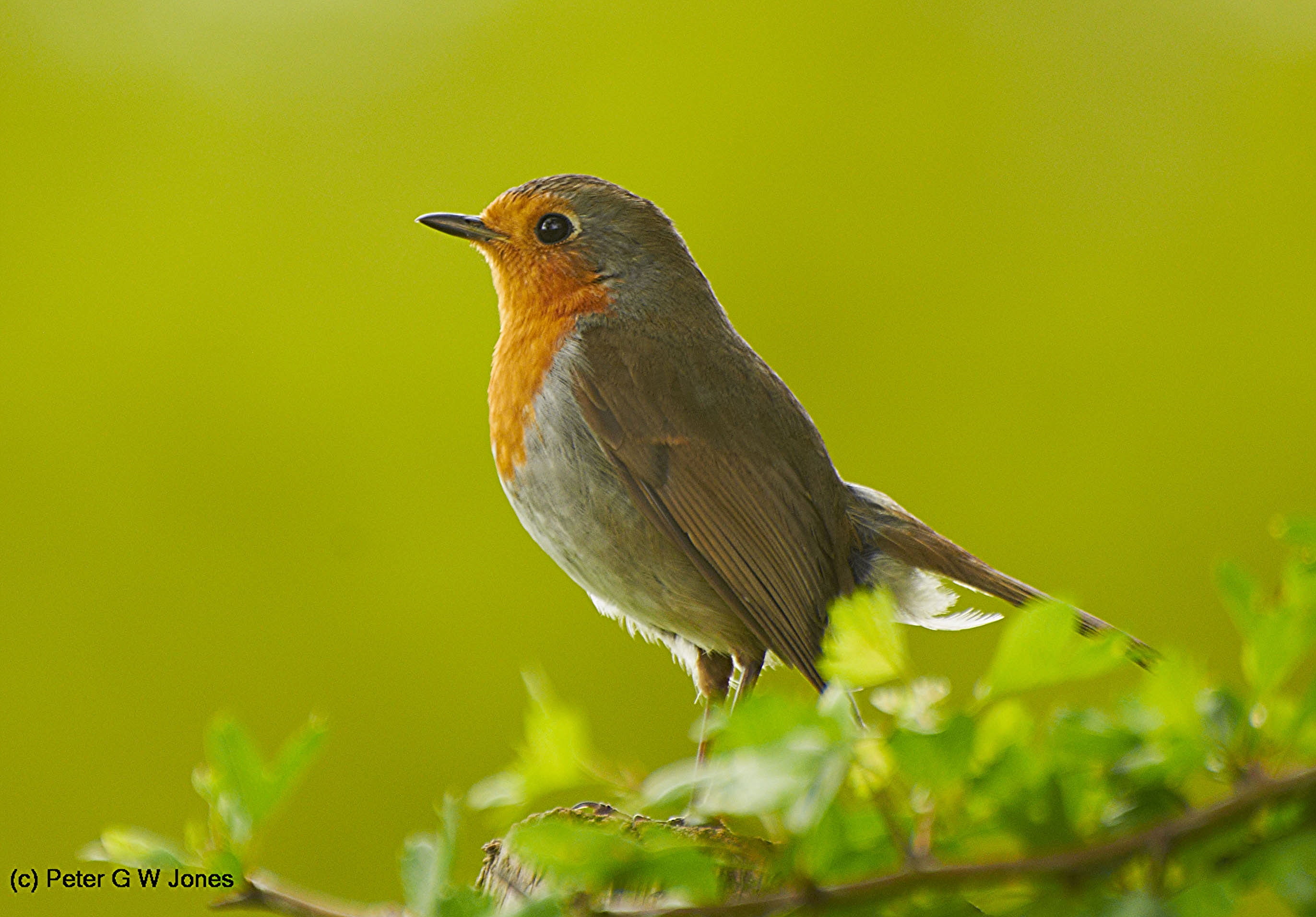 macro photography of gray and orange bird perched on tree robin 2k