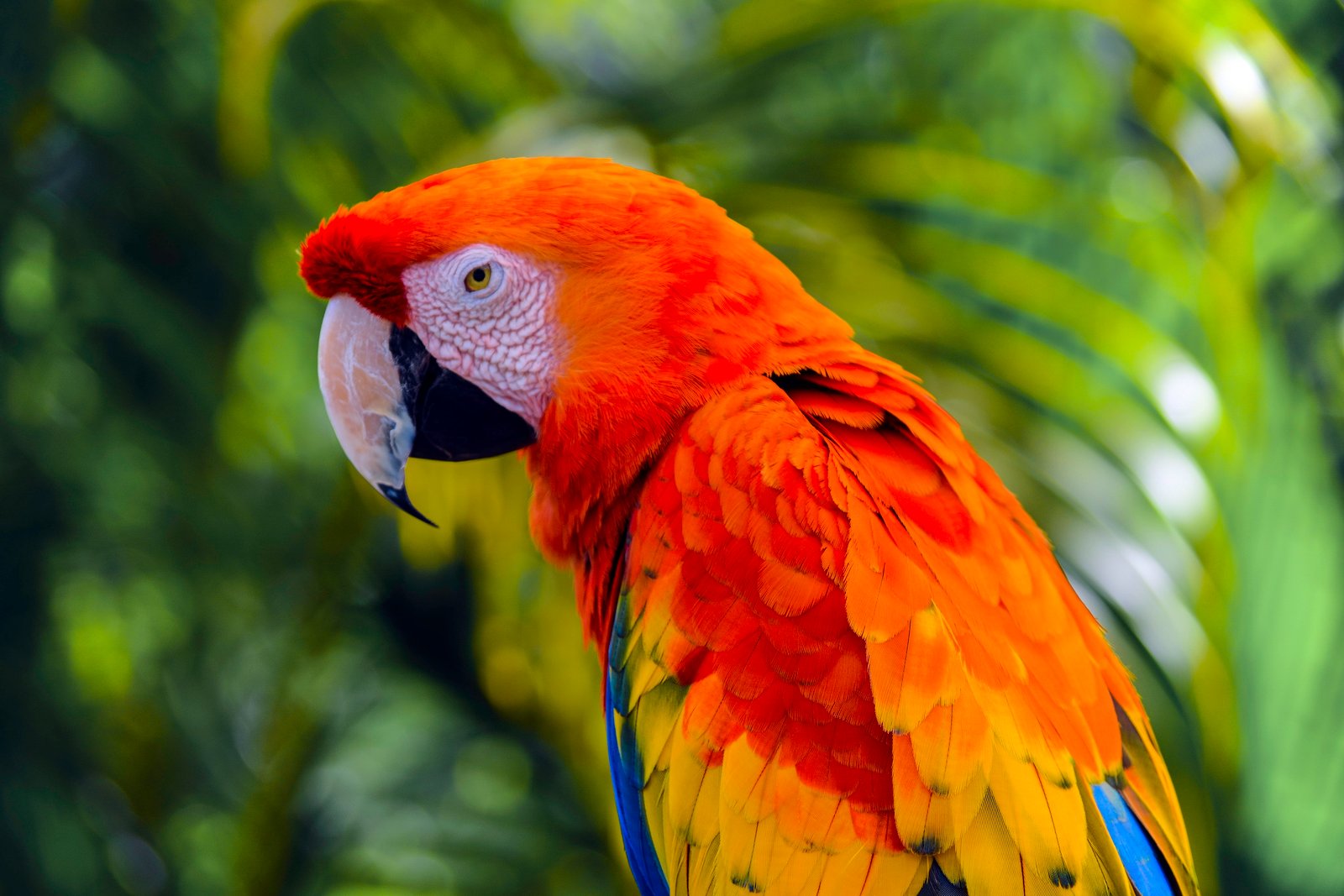 macro photography of orange and yellow parroty macaw 2k 4k 5k