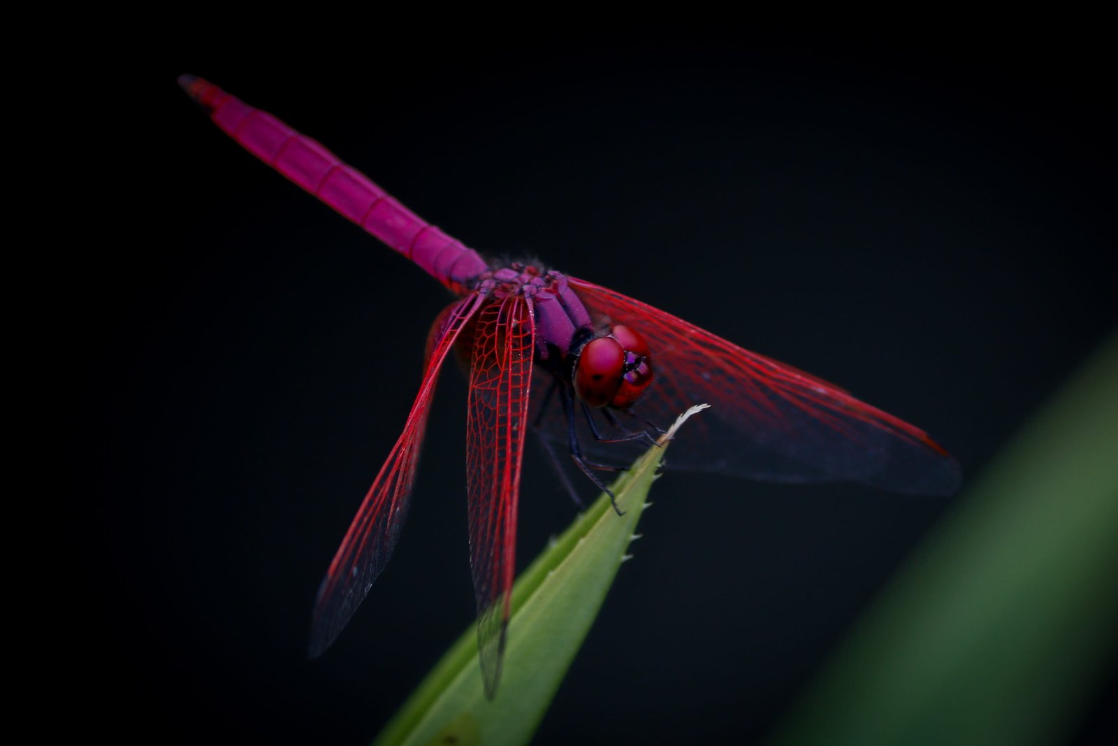 macro photography of red dragongly Purple Dragonfly leaf insect 2k 4k