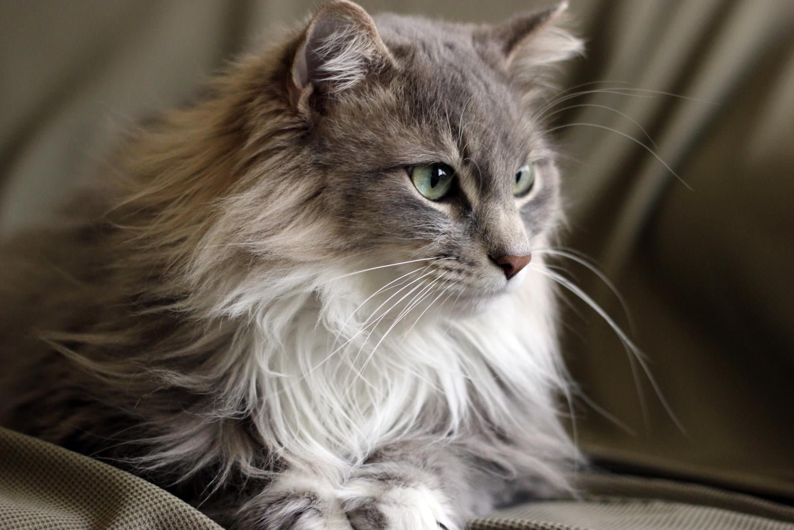 macro photography of silver tabby cat leo gray maine 2k