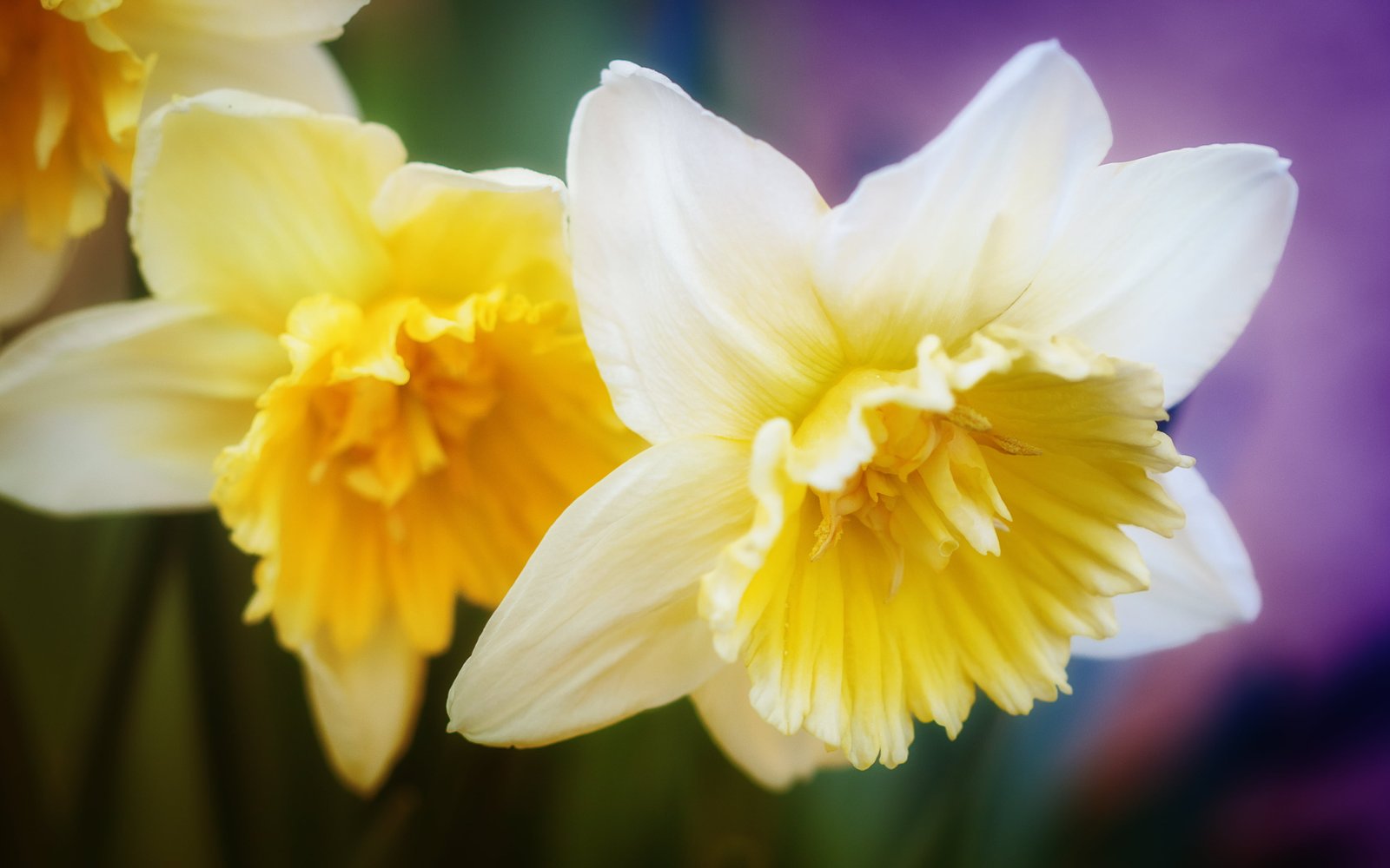 macro photography of yellow petal flowers Narcisse spring printemps 2k 4k