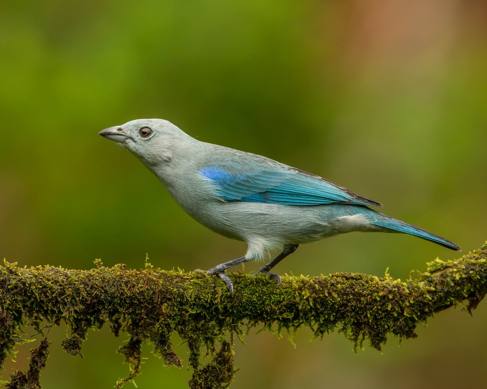 macro shot photo of gray and blue bird tanager Blue Tanager 2k