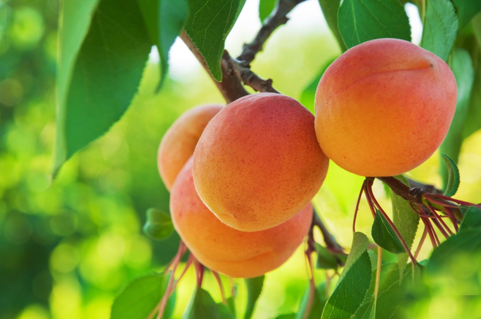 macro fruit peaches 2k 4k 5k