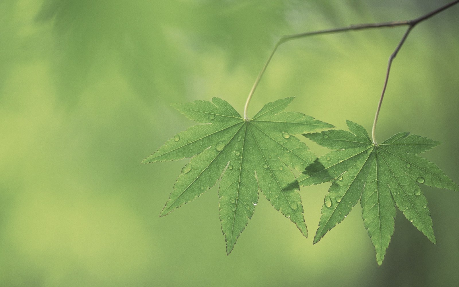 macro nature leaves plants water drops leaf green color 2k