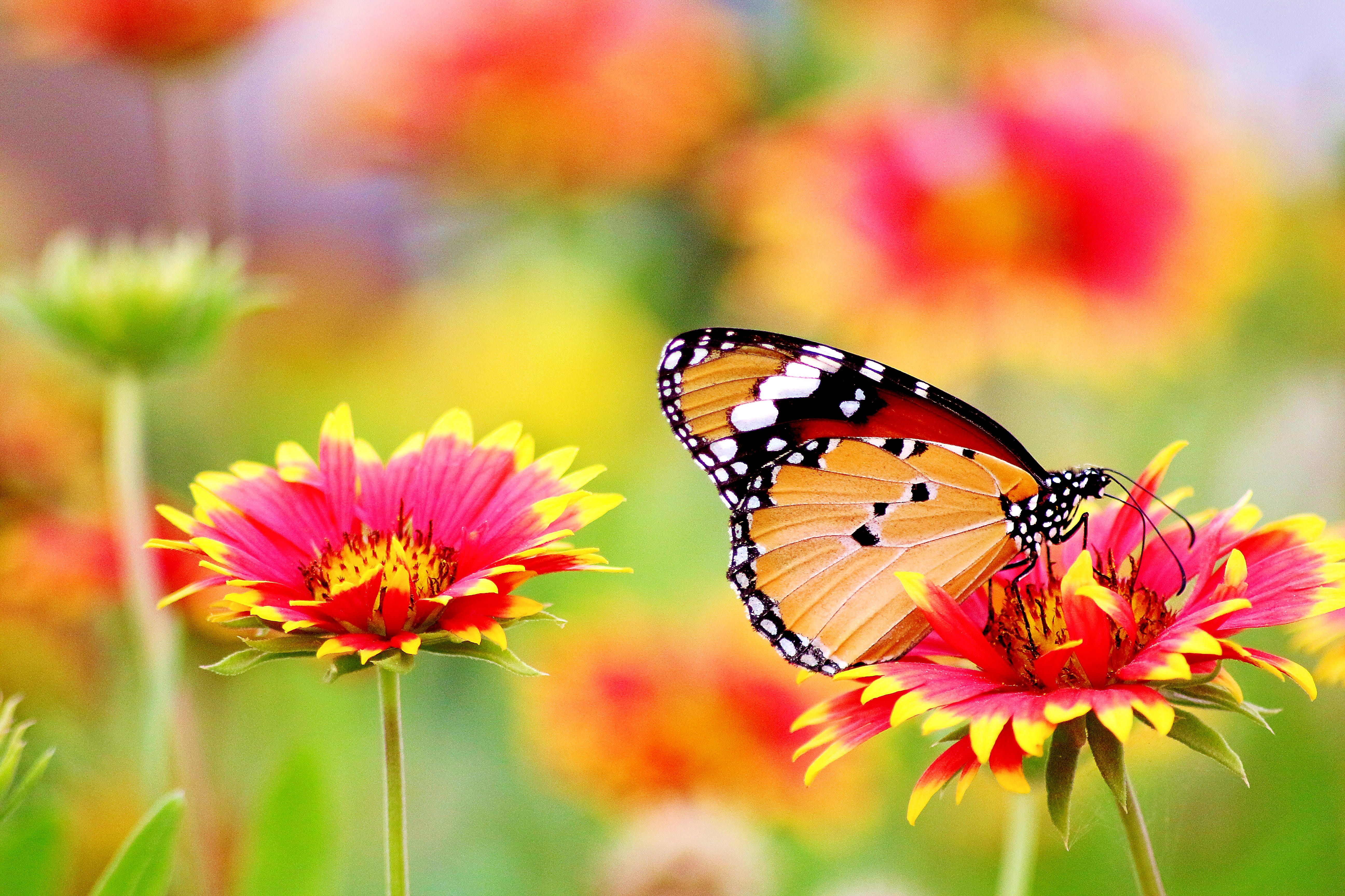 Monarch butterfly perched on pink and yellow petaled flower in closeup photo 2k 4k 5k