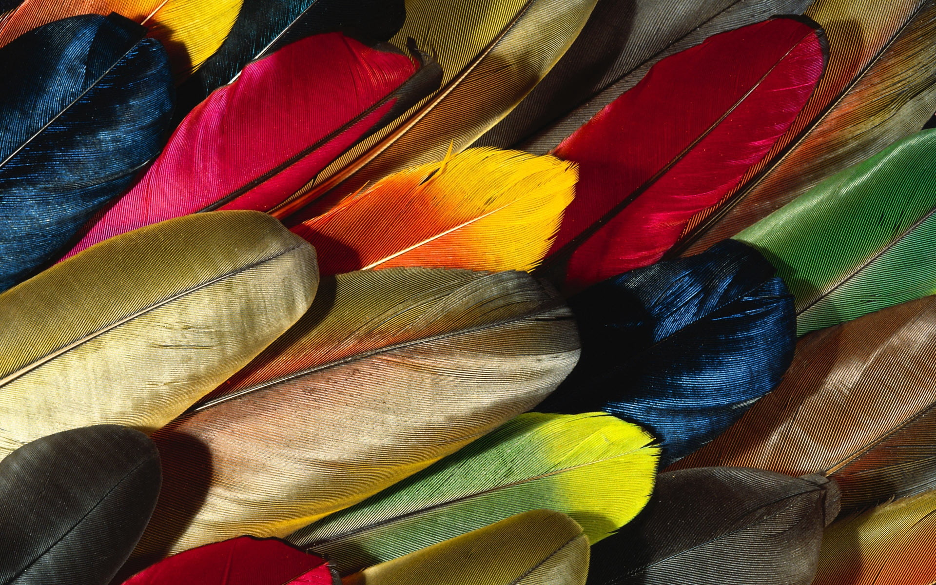 multicolored feather lot feathers colorful background texture 2k