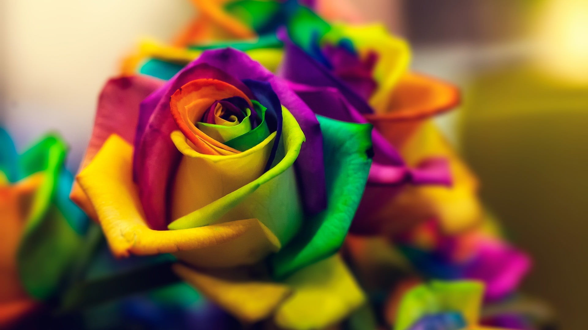 multicolored flower closed photograph rose arrangement 2k