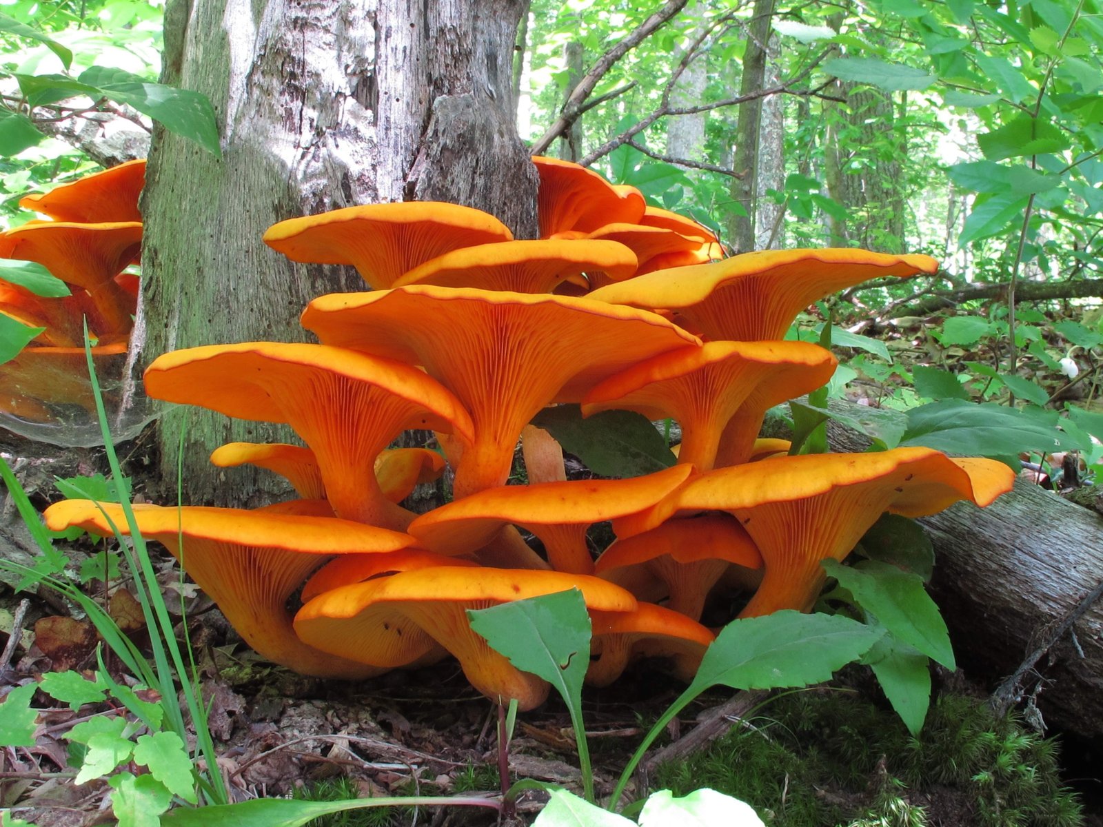 mushroom macro forest plant flower growth flowering 2k 4k