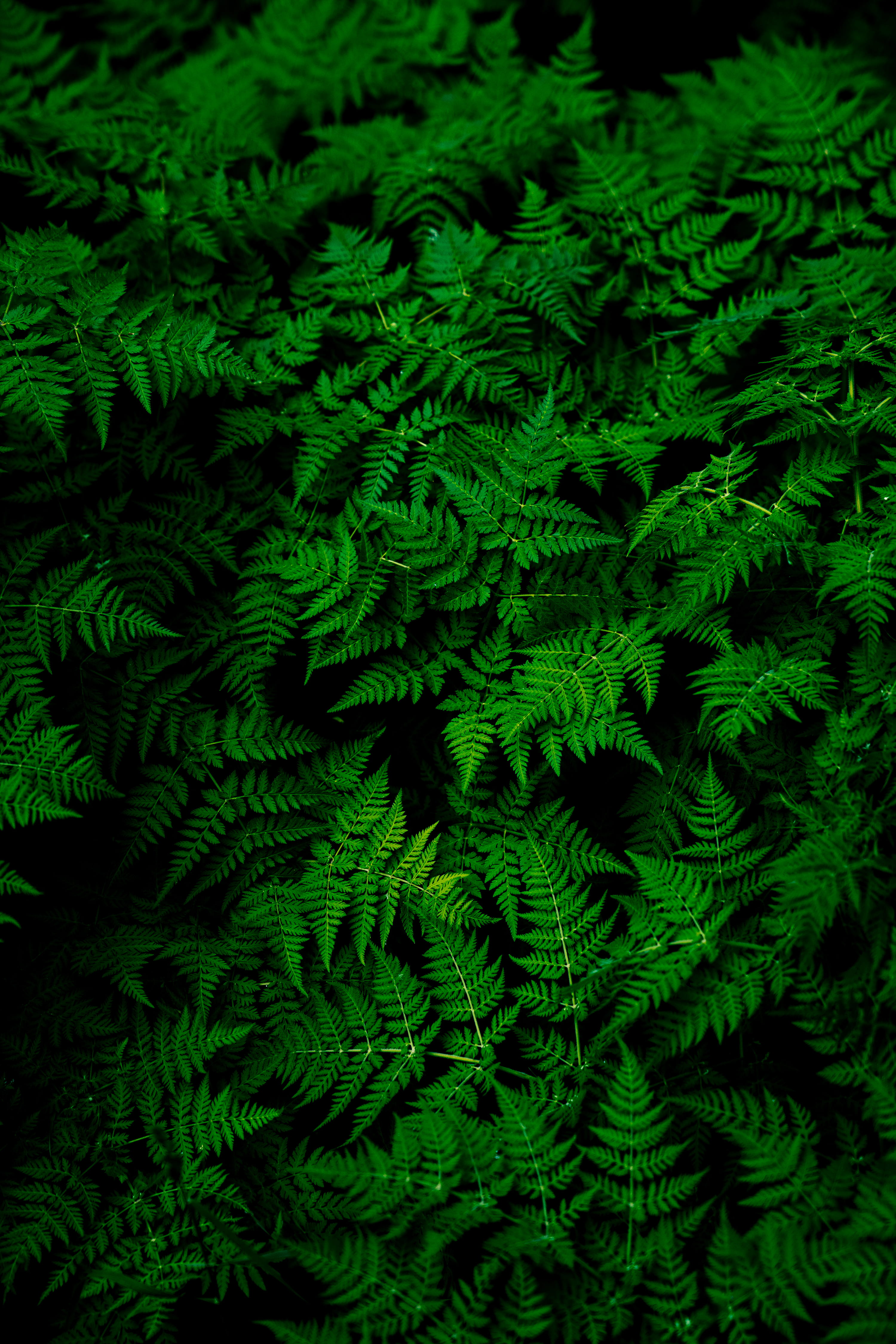 photo of green fern plant Infinite Ferns nature pattern backgrounds 2k