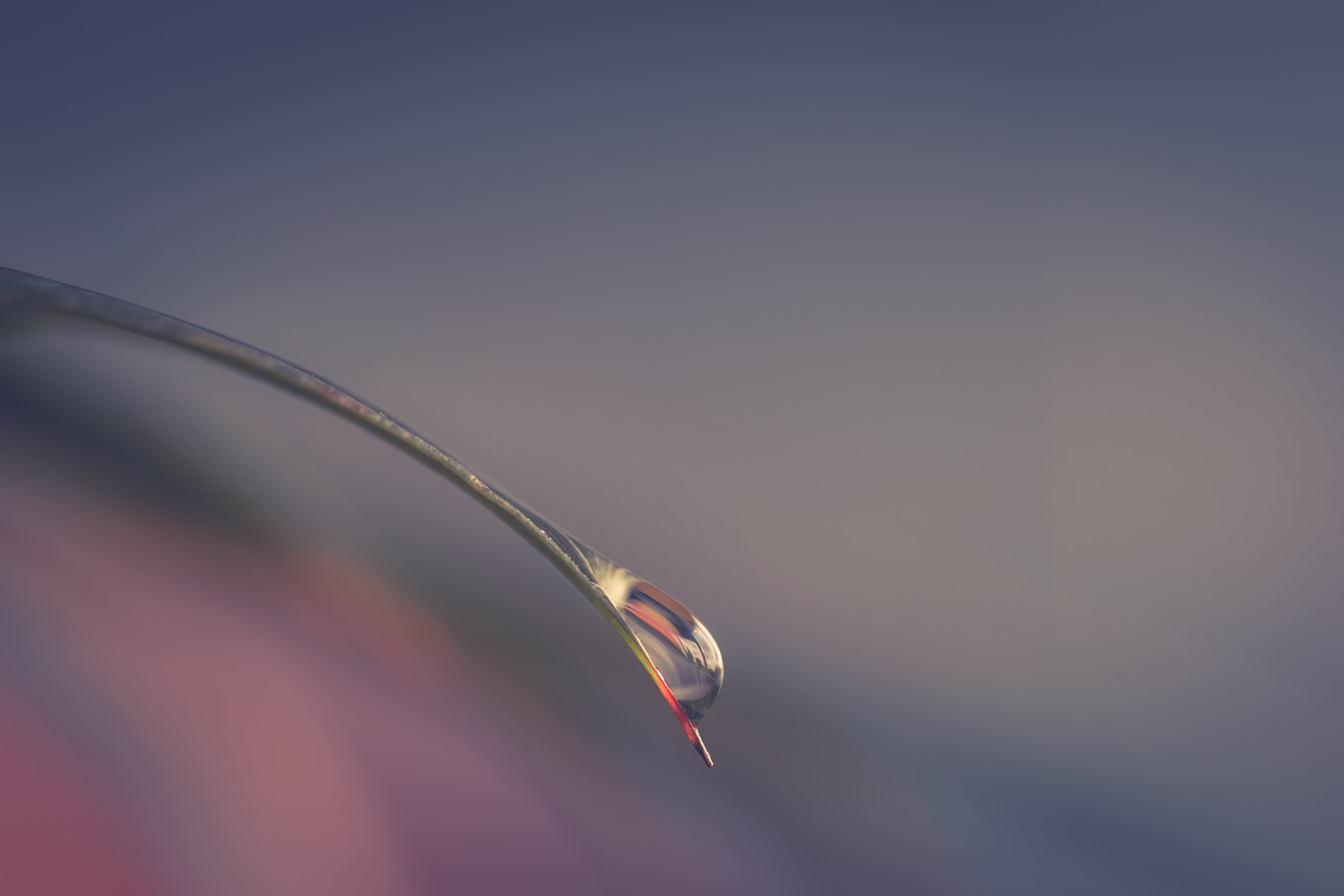 photography of water tear drop on green leaf Windows droplet 2k 4k