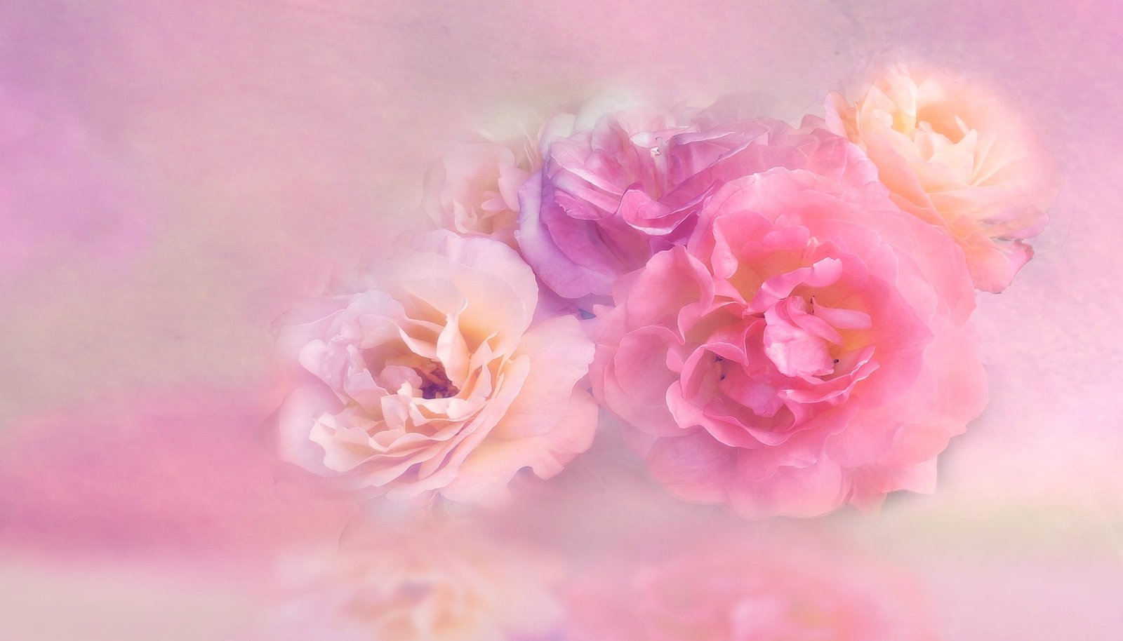 pink and purple petaled flowers floral nature roses blossom 2k 4k