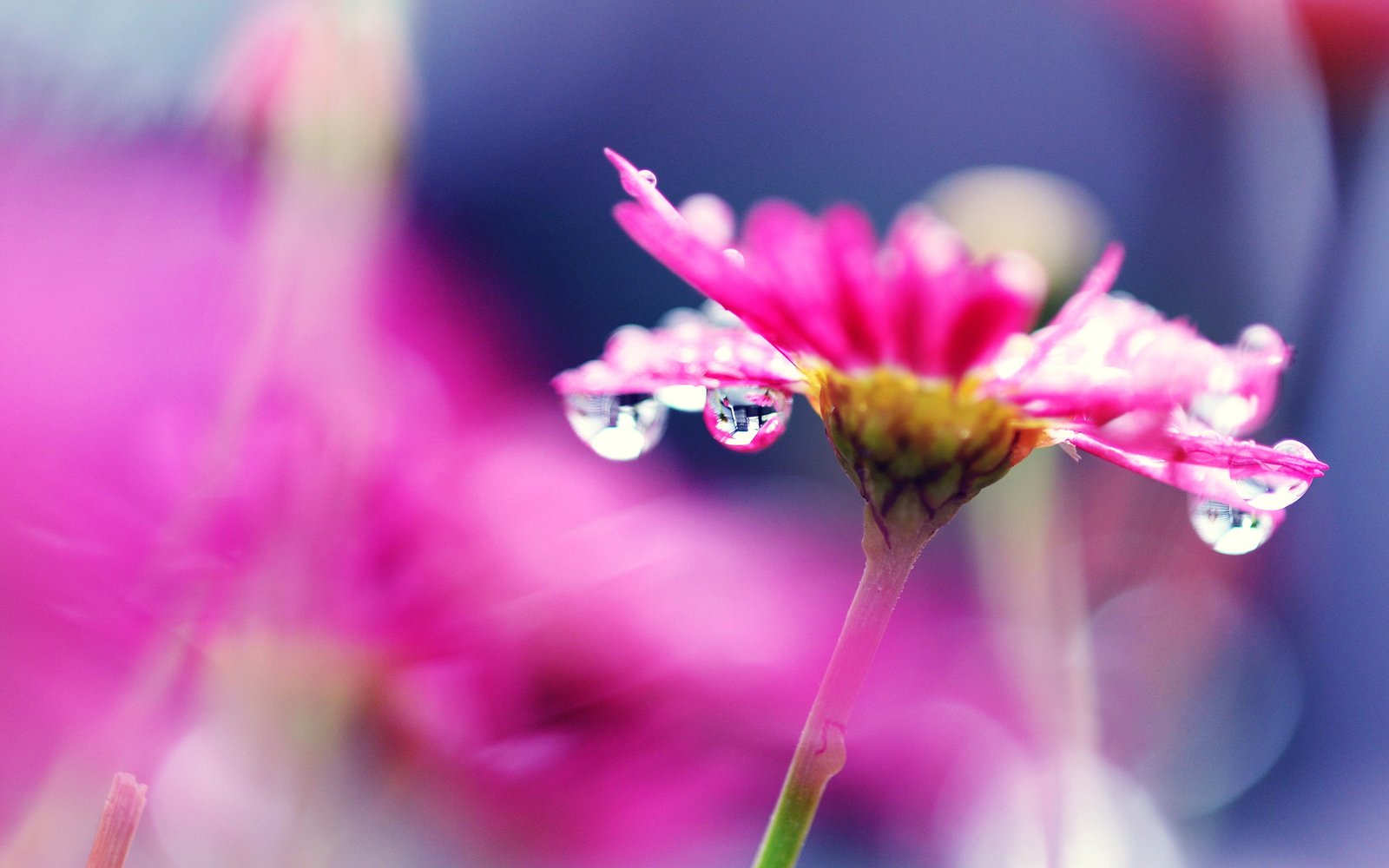 Pink flower macro photography bright water droplets blurry 2k