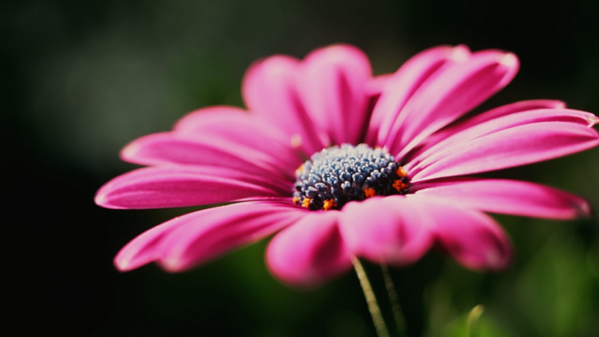 pink flower flowers nature macro daisy plant 2k