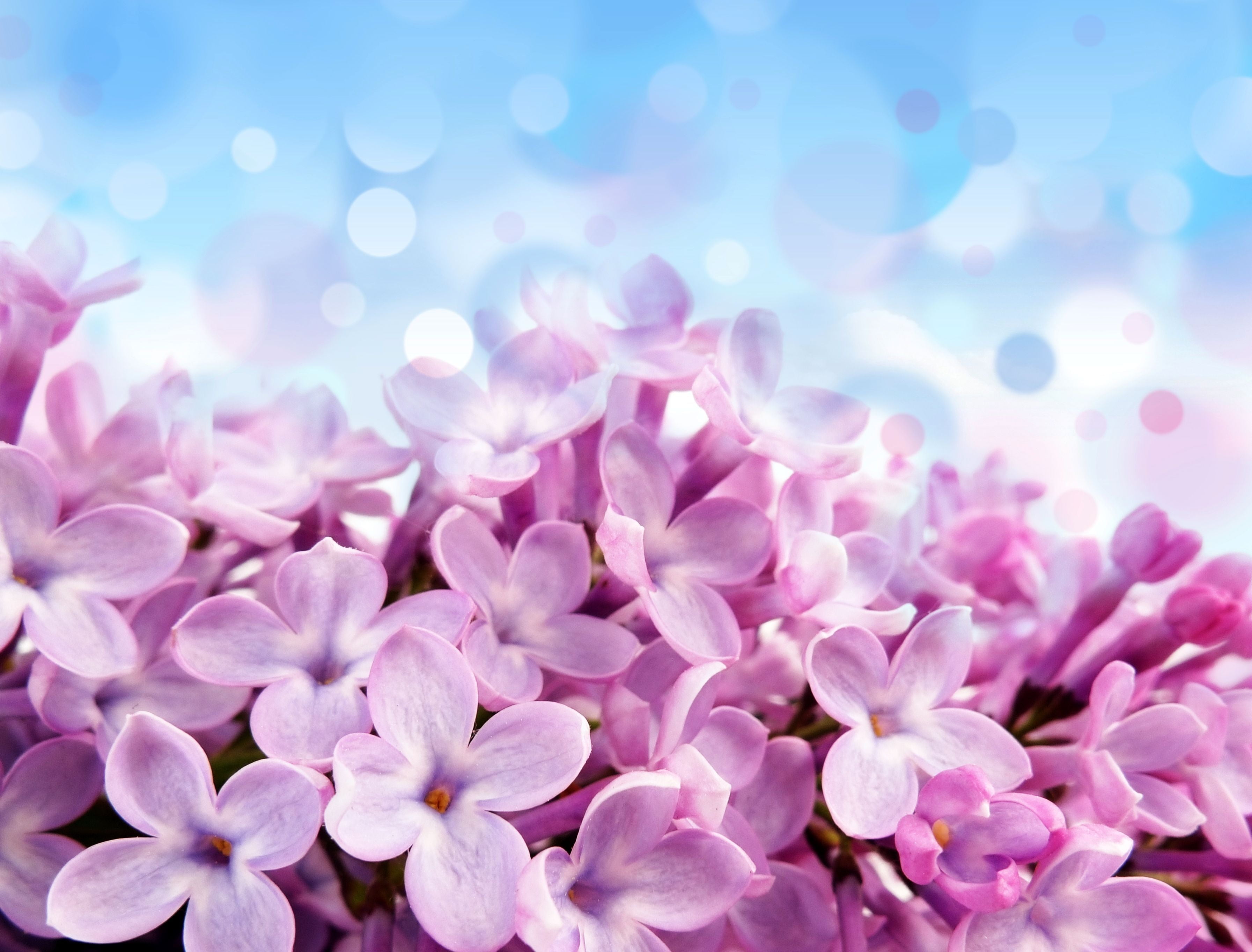 pink flowers glare background blue beautiful purple Pale red violet 2k 4k