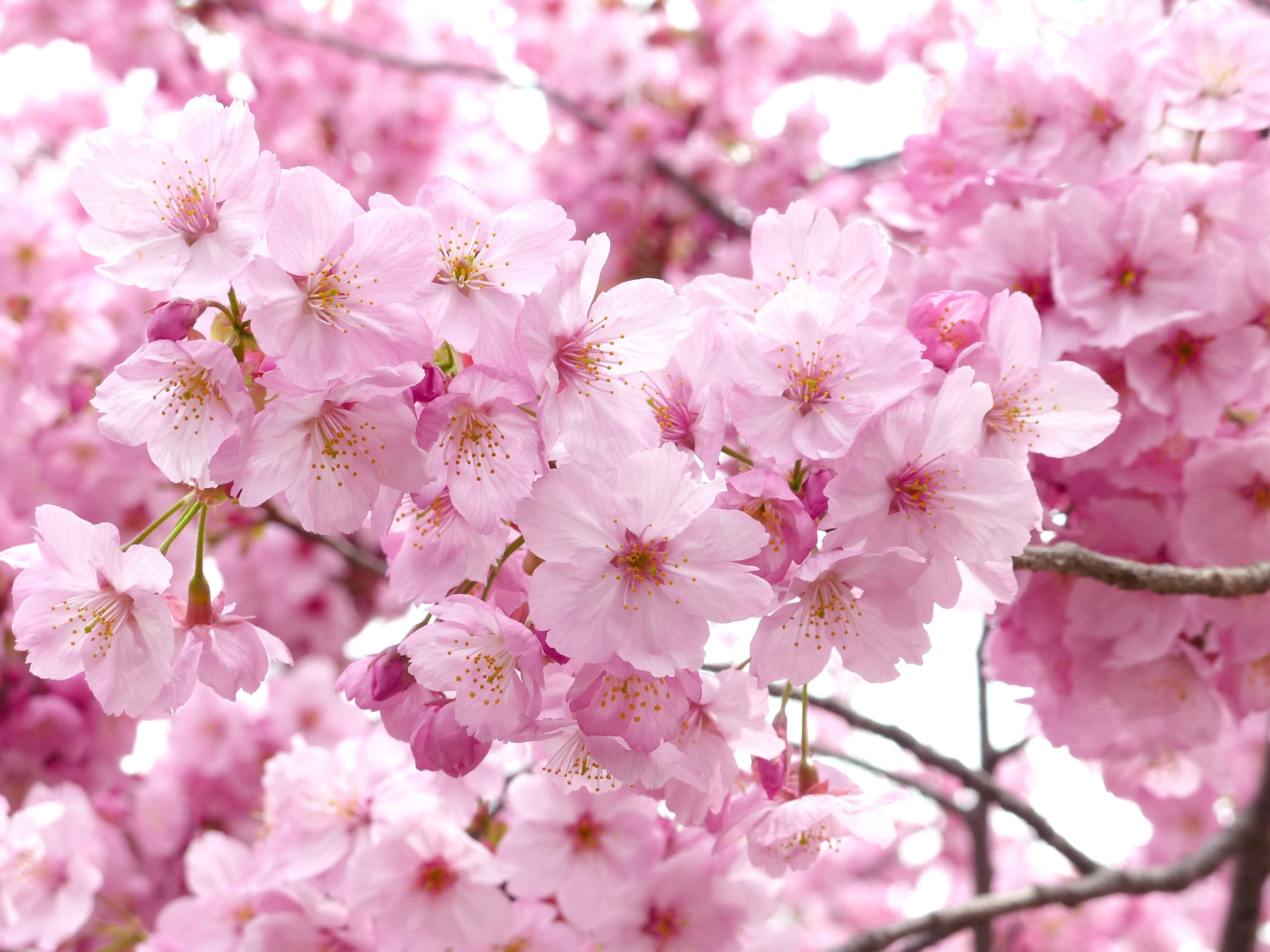 pink flowers sakura blossom sky spring cheery tree 2k