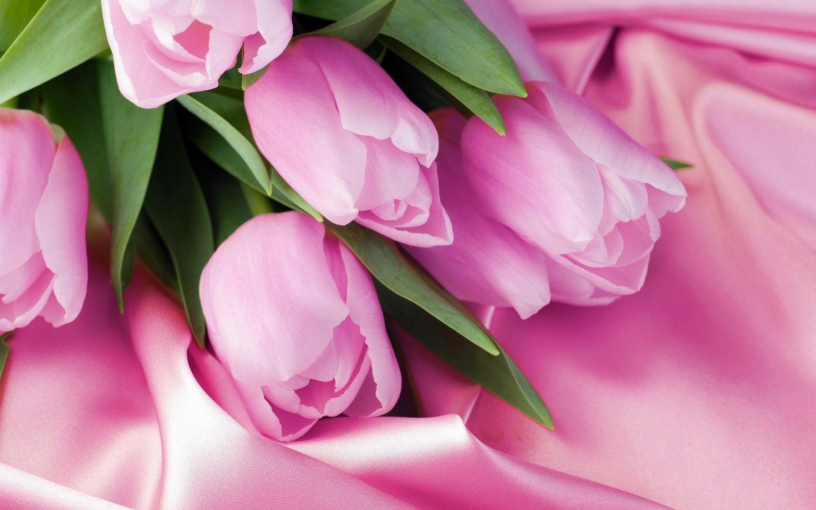 Pink tulip macro pink satin 2k