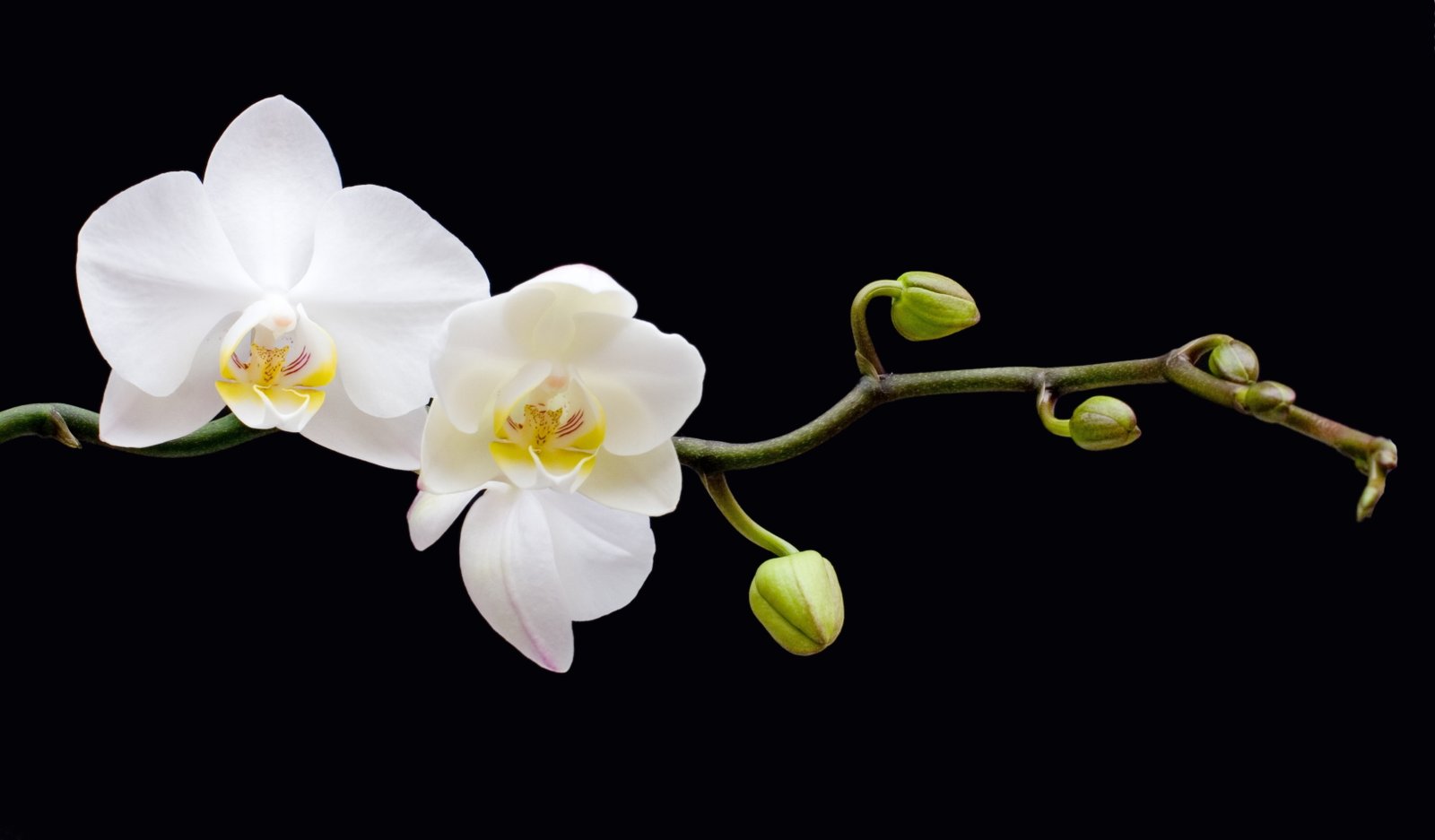 plants orchids macro flowers 2k 4k 5k