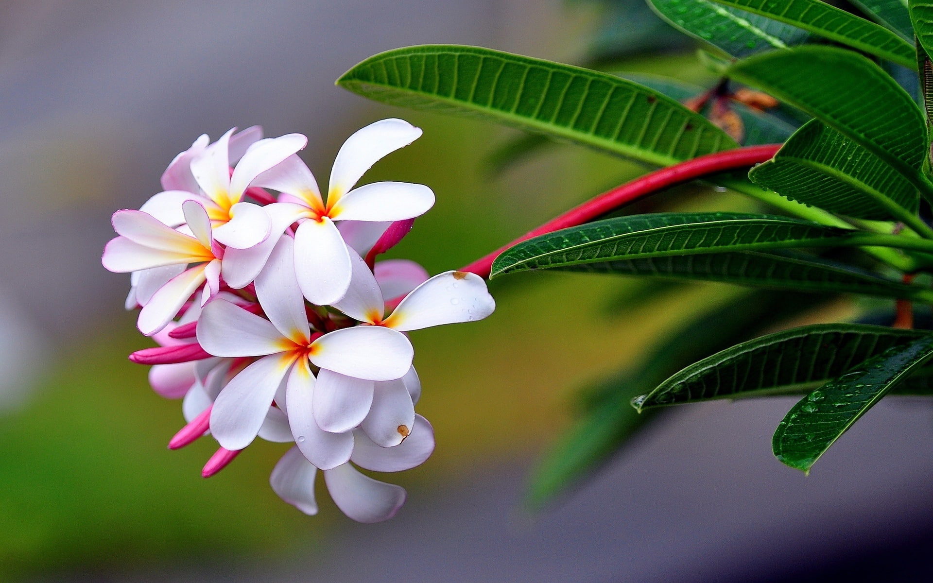 Plumeria flowers macro photography 2k