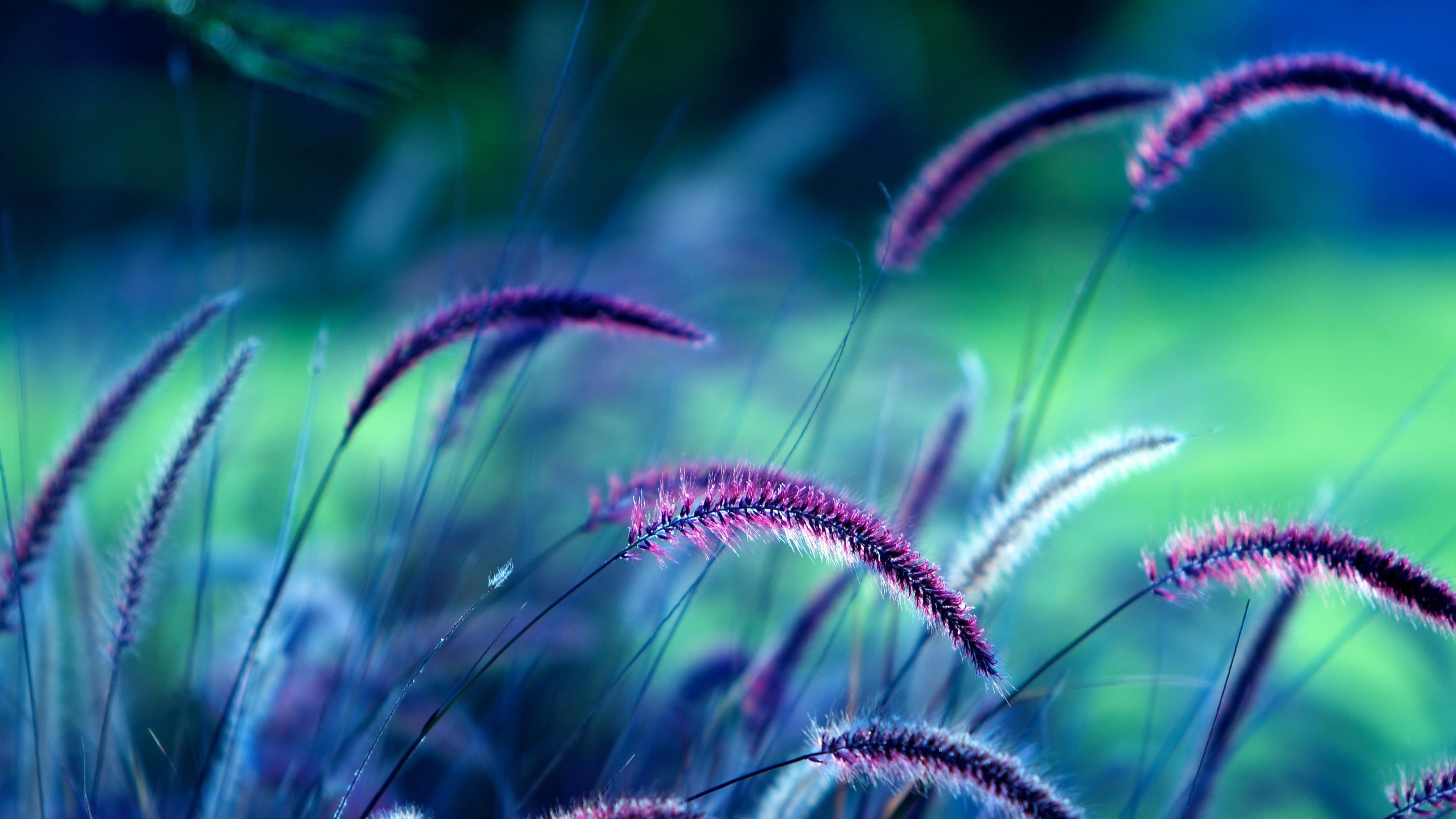 purple grass macro close up photo 2k 4k