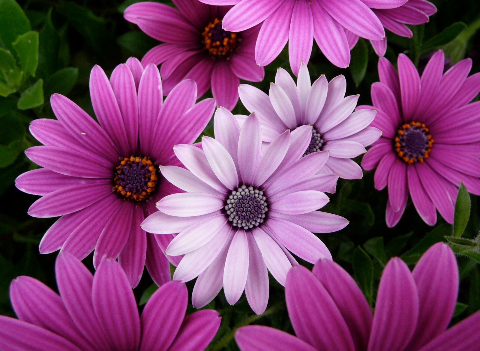 purple petaled flower Macro Mode Lumix panasonic nature 2k