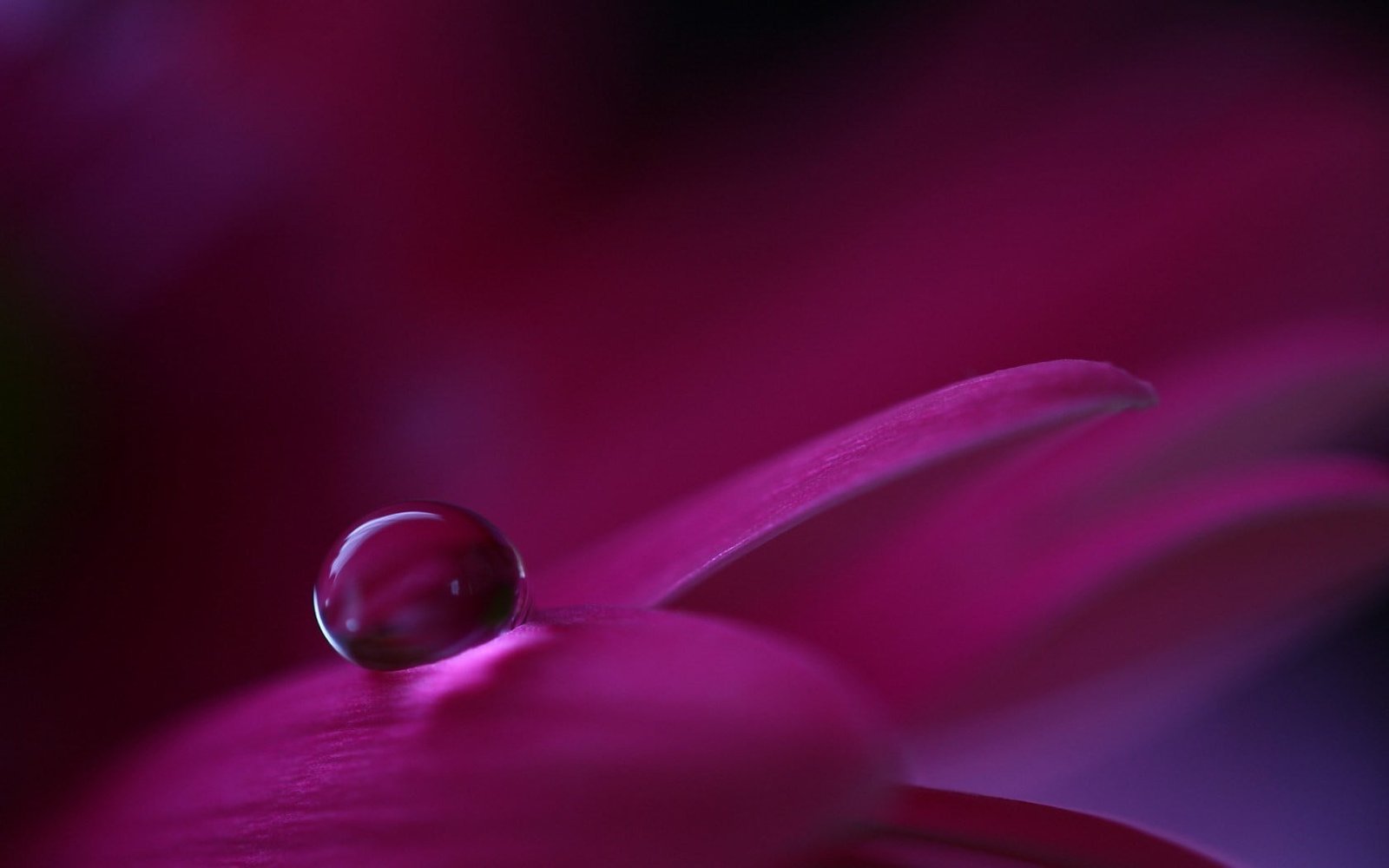 red and black glass spoon pipe macro flowers nature water drops 2k