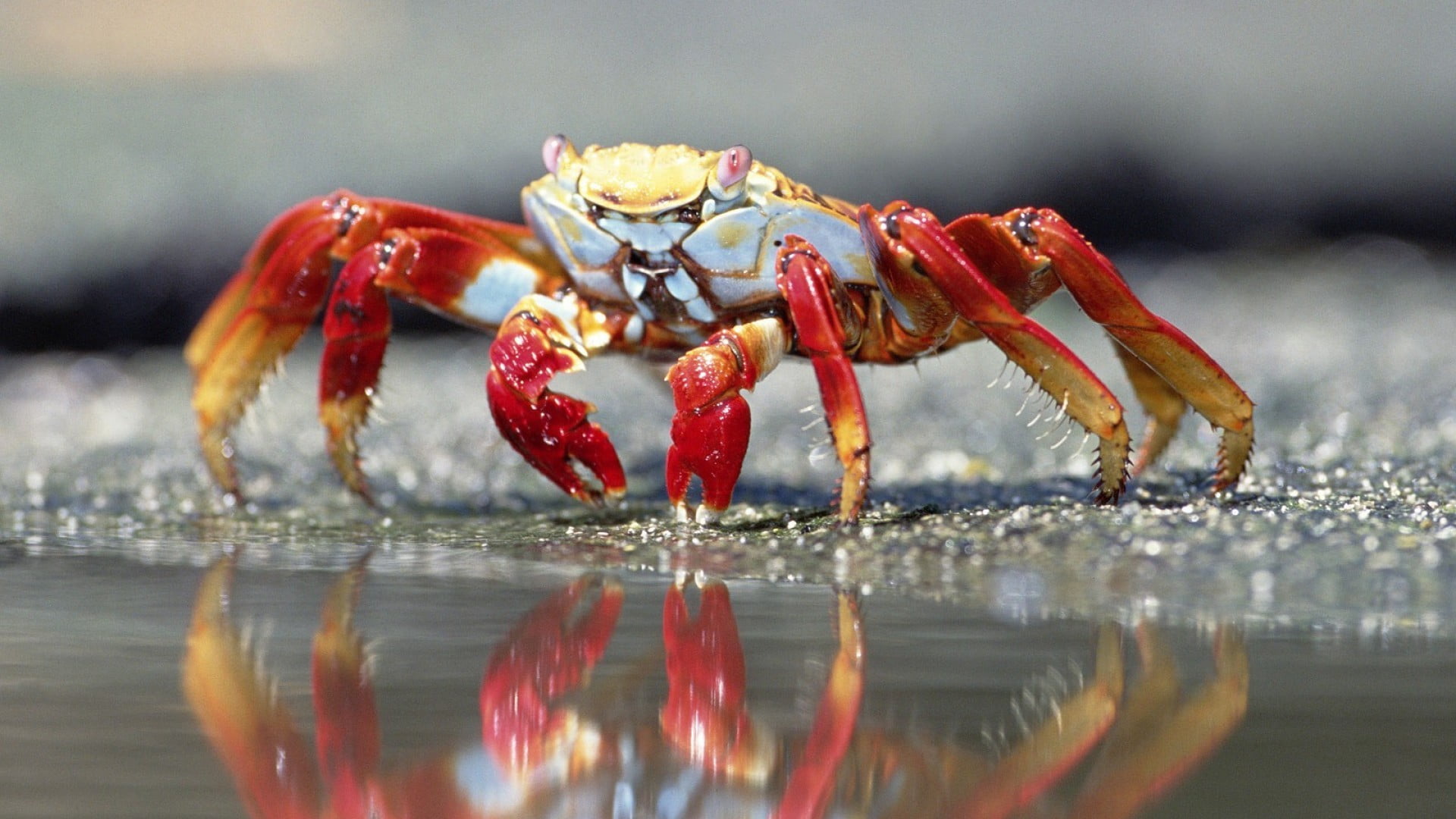 red and brown crab nature depth of field macro closeup crabs 2k