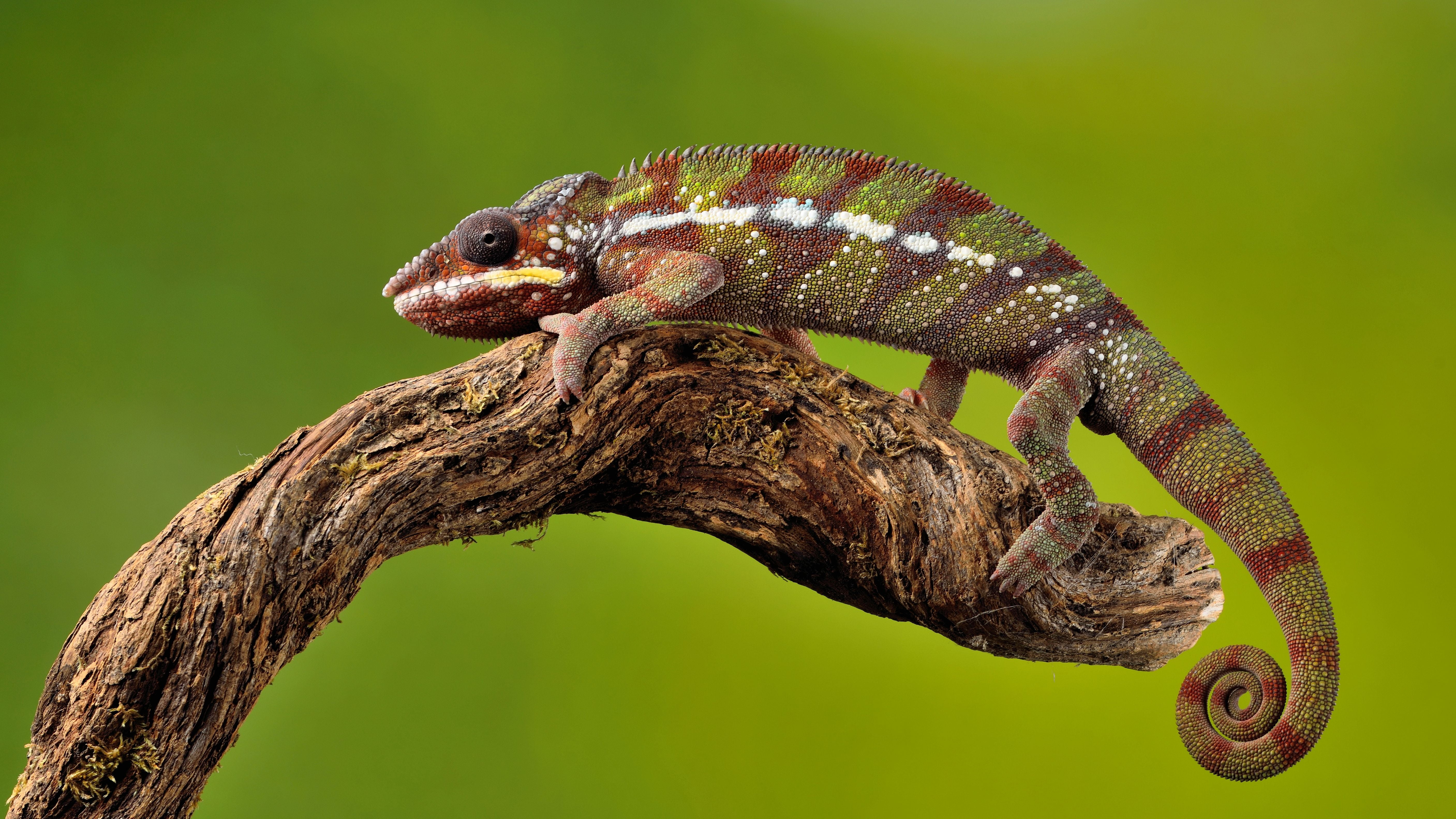 red and green chameleon on twig Captive Light Nikon D 2k 4k 5k