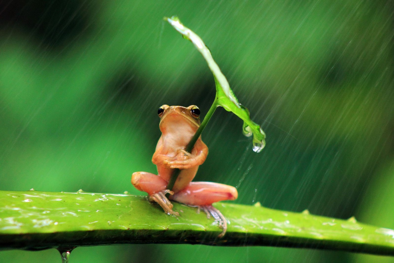 red frog selective focus photography of holding leaf rain 26 2k
