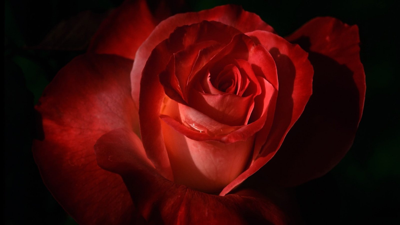 red hybrid tea rose flower flowers macro flowering plant 2k