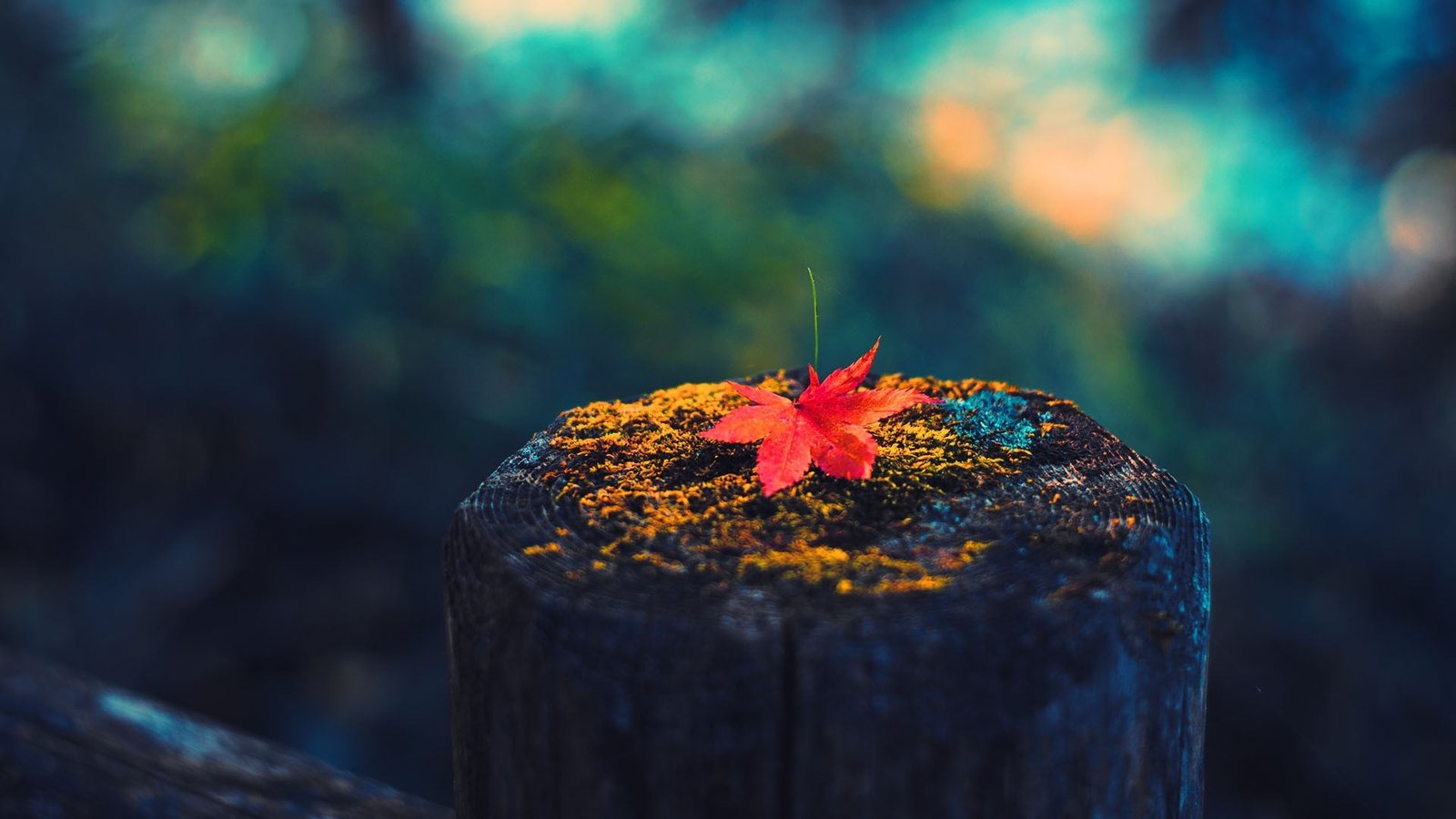red maple leaf photography leaves fall colorful 2k