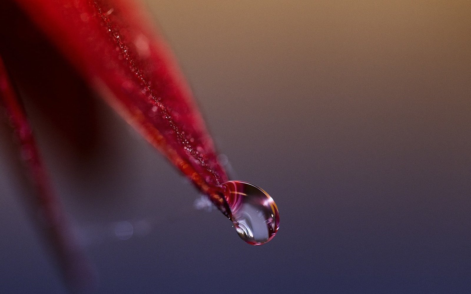 red petaled flower macro nature closeup detailed plants 2k